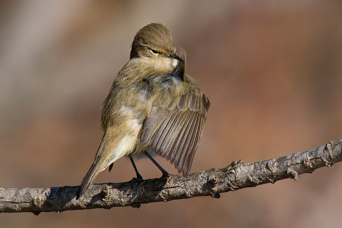 Luì in cura del piumaggio