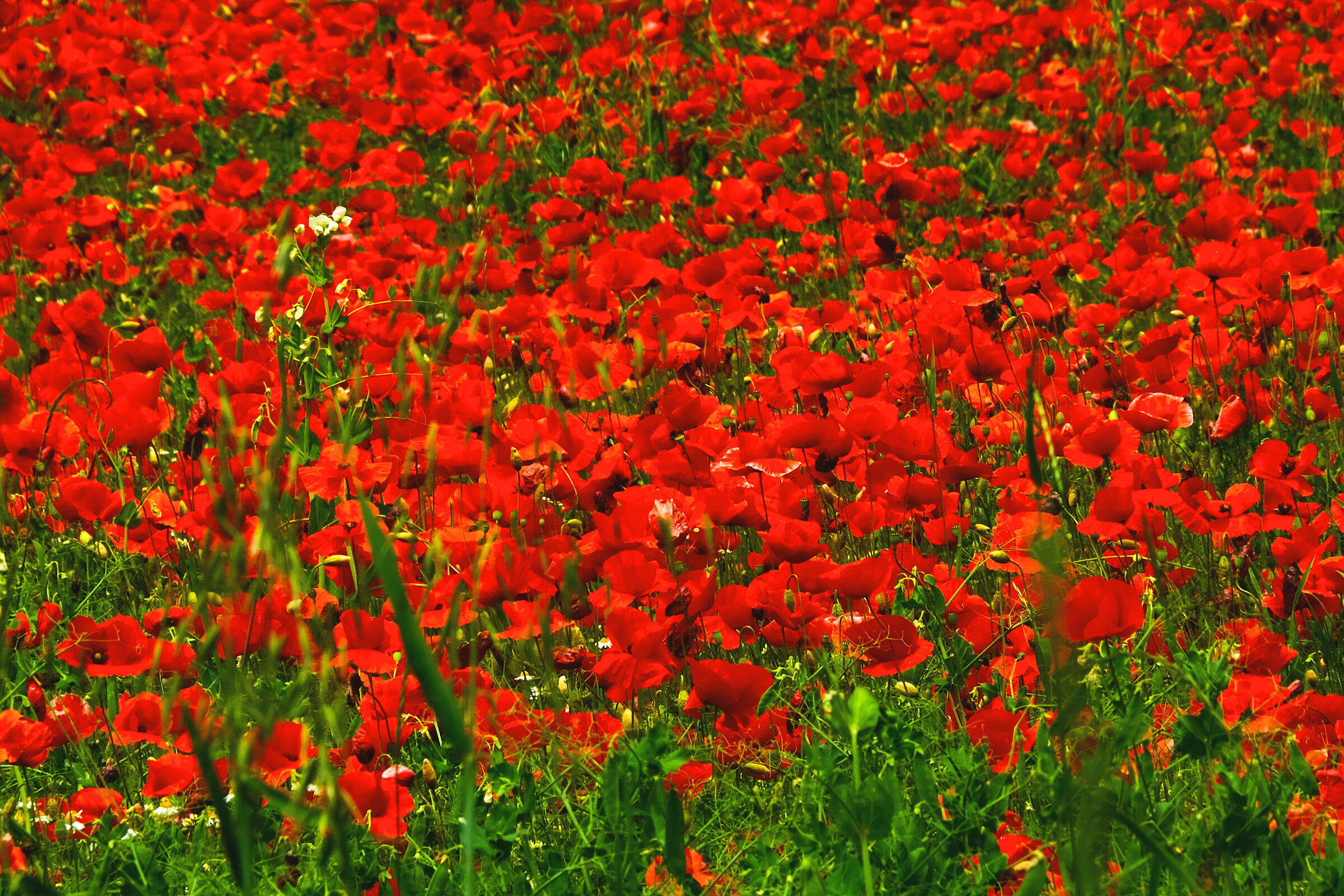 Mille papaveri rossi