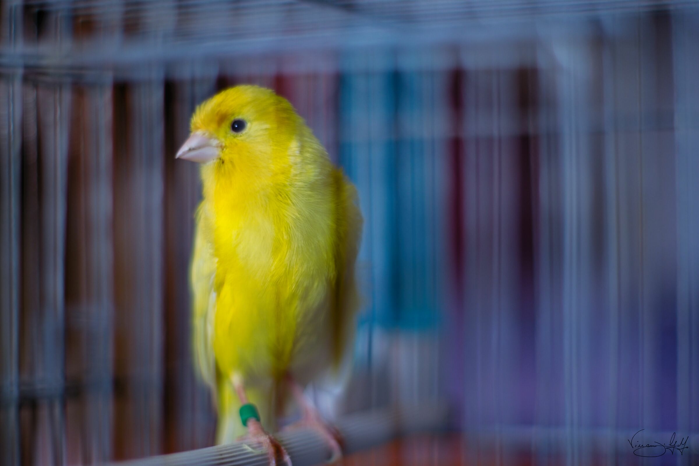 Canary tinges