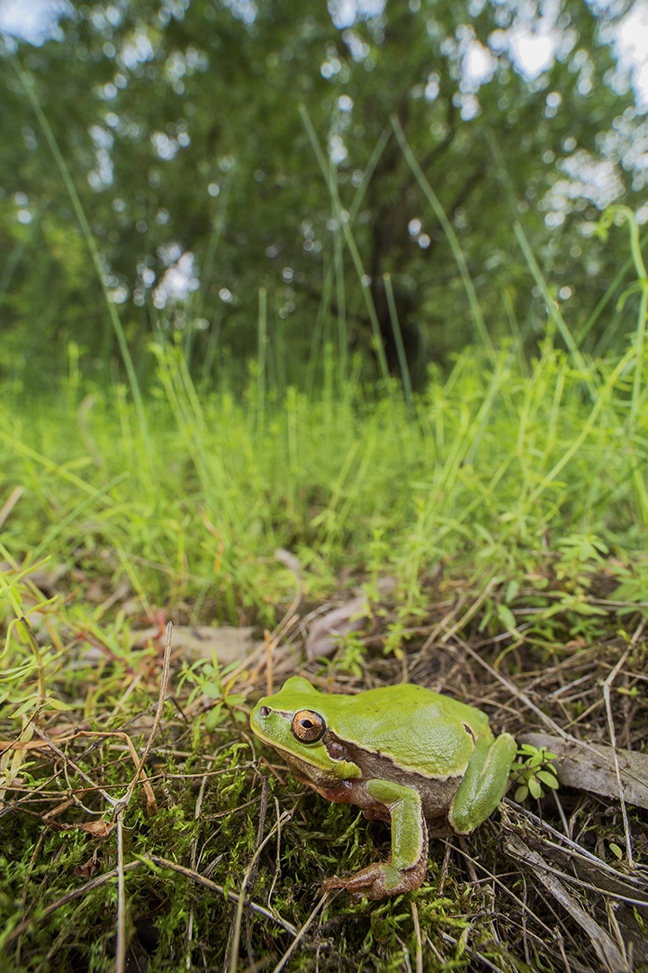 Raganella (Intermediate Hyla)