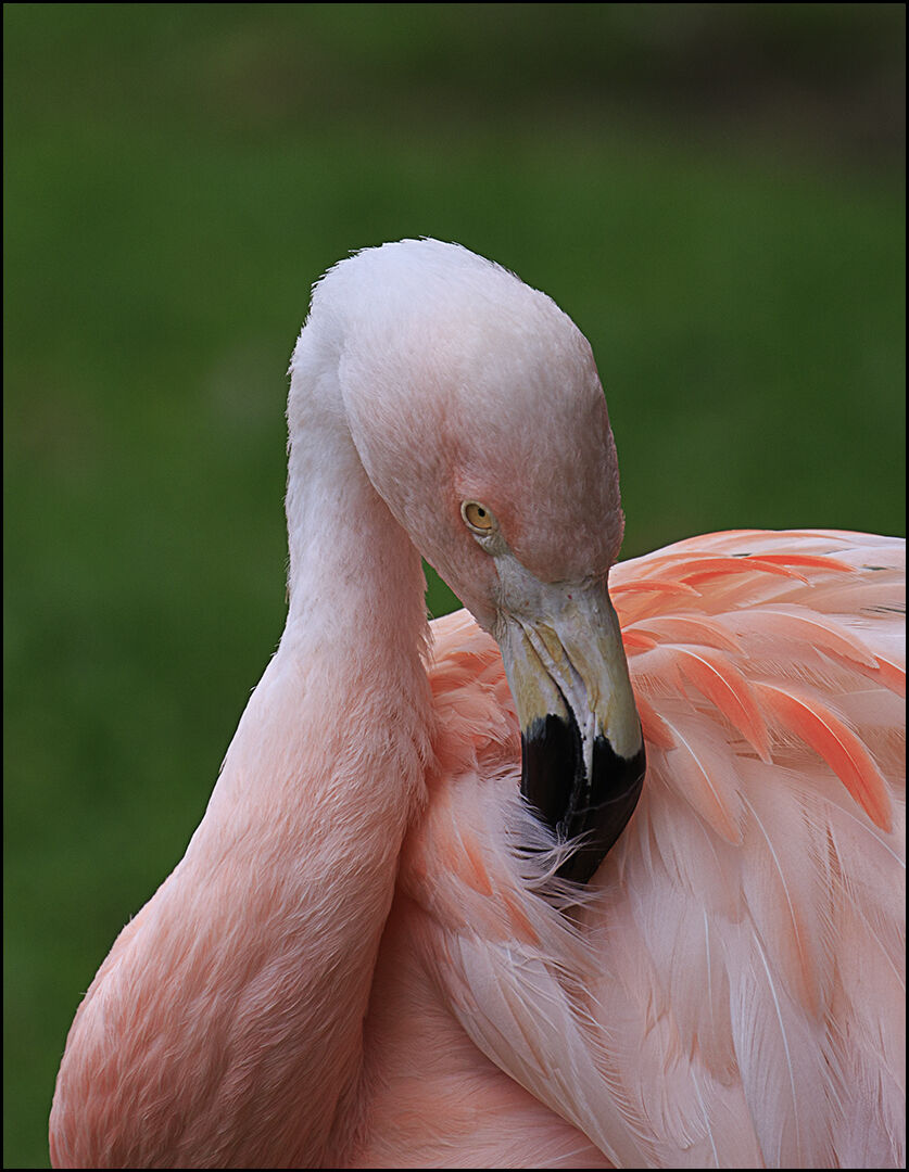 Flamingo