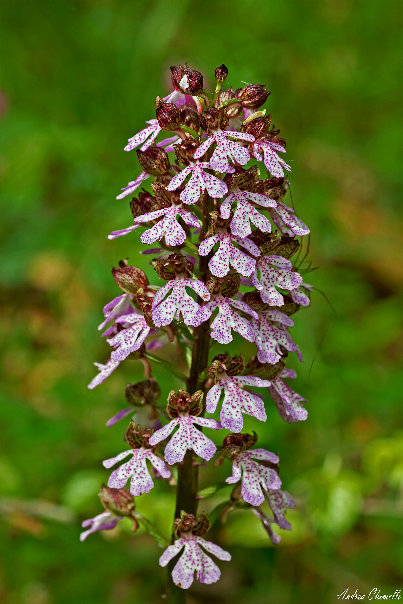 Orchidea maggiore (Orchis purpurea) versione 2