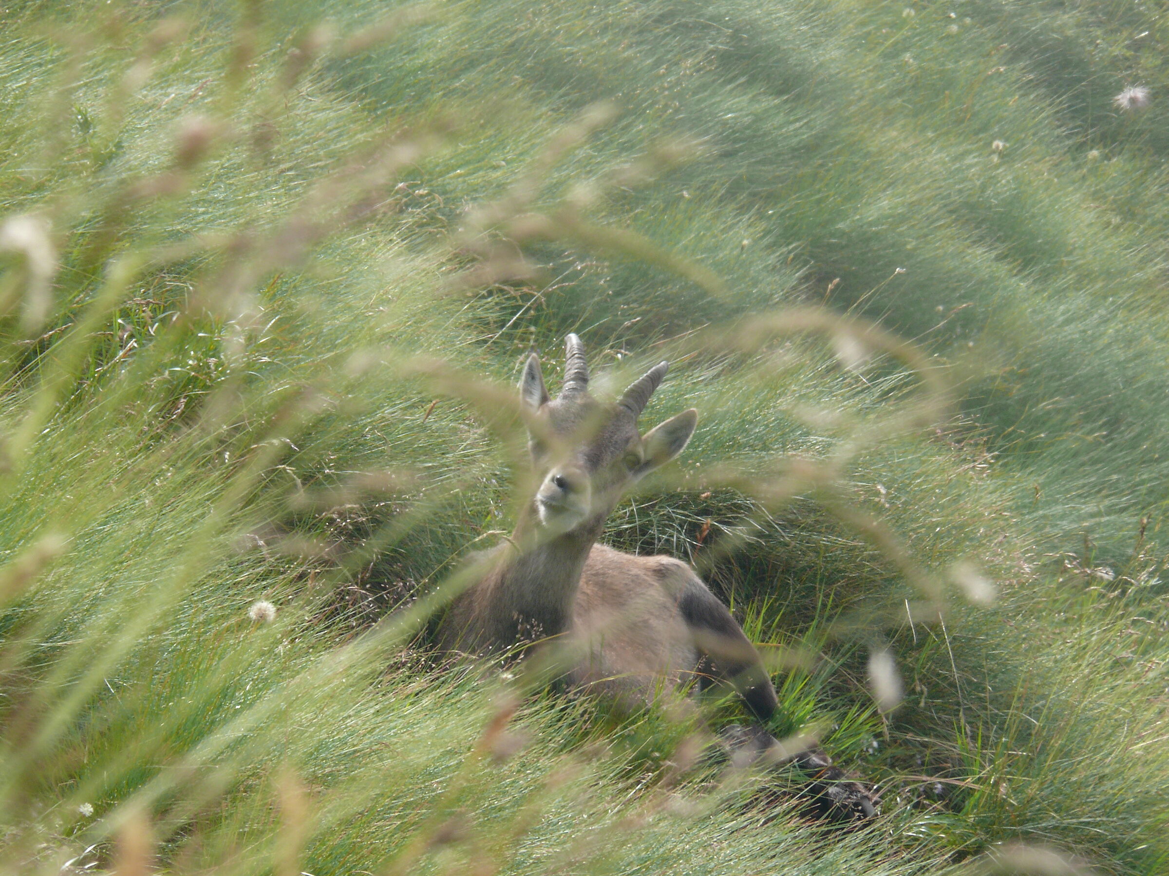 Let's play hide-and-seek?