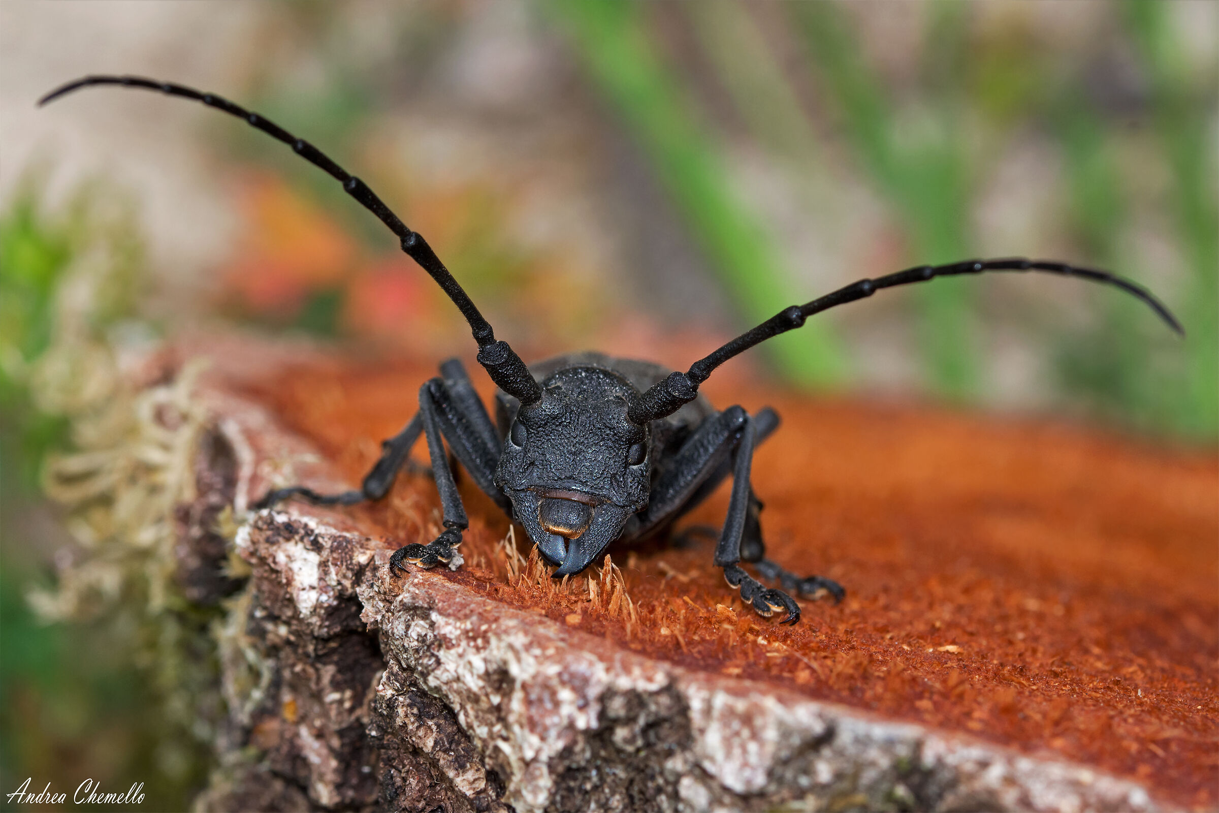 Morimus asper