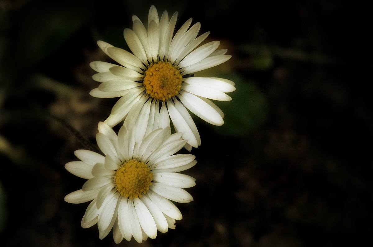 ...margherite siamesi...