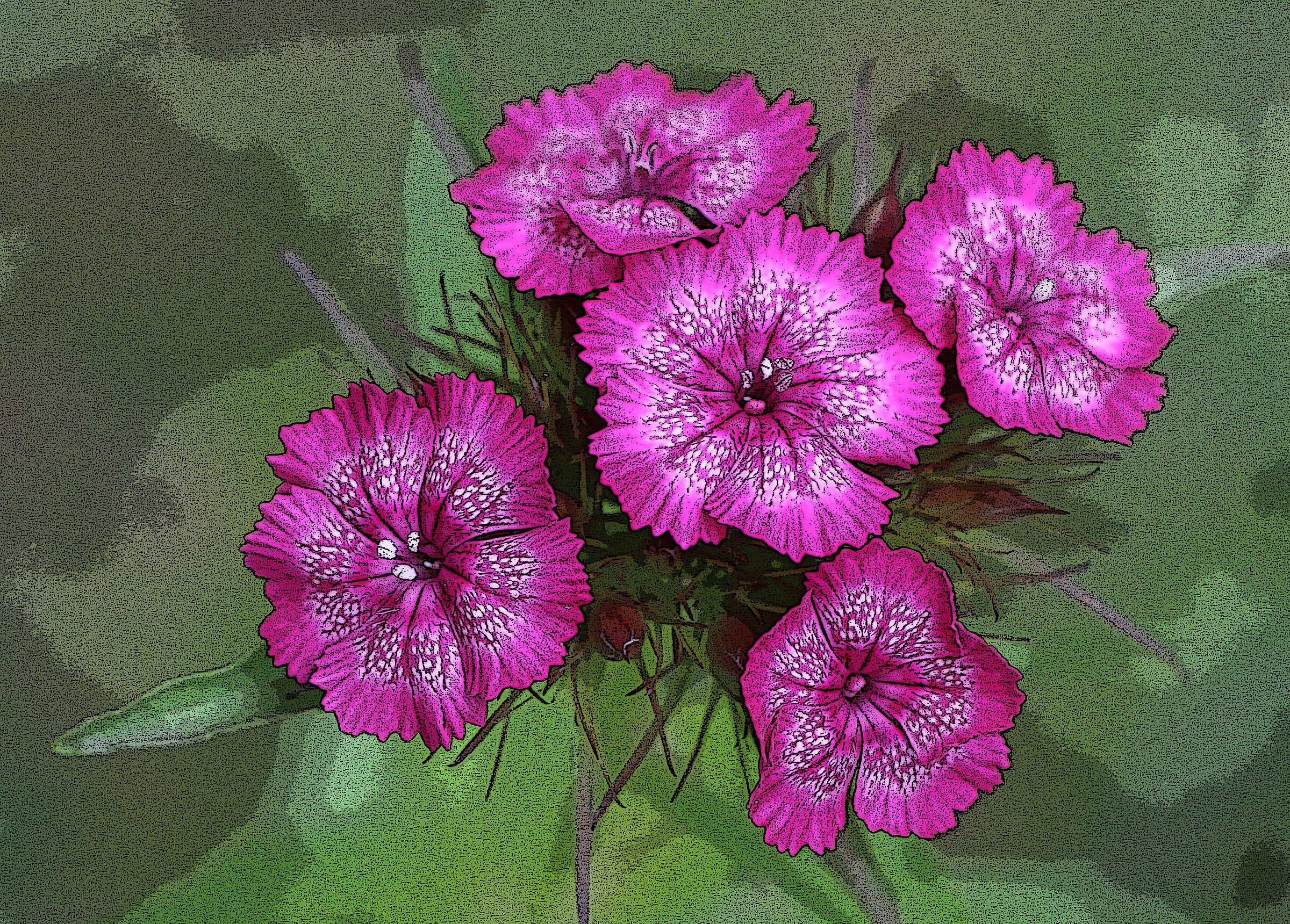 garofano con filtro grafico