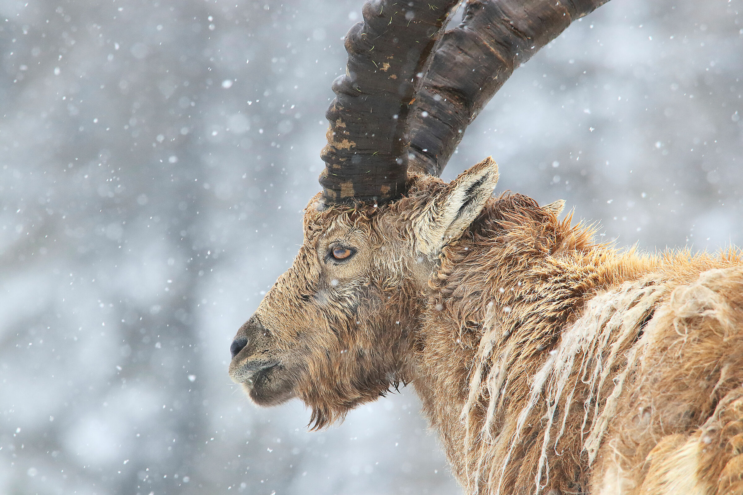 Stambecco sotto la neve pngp