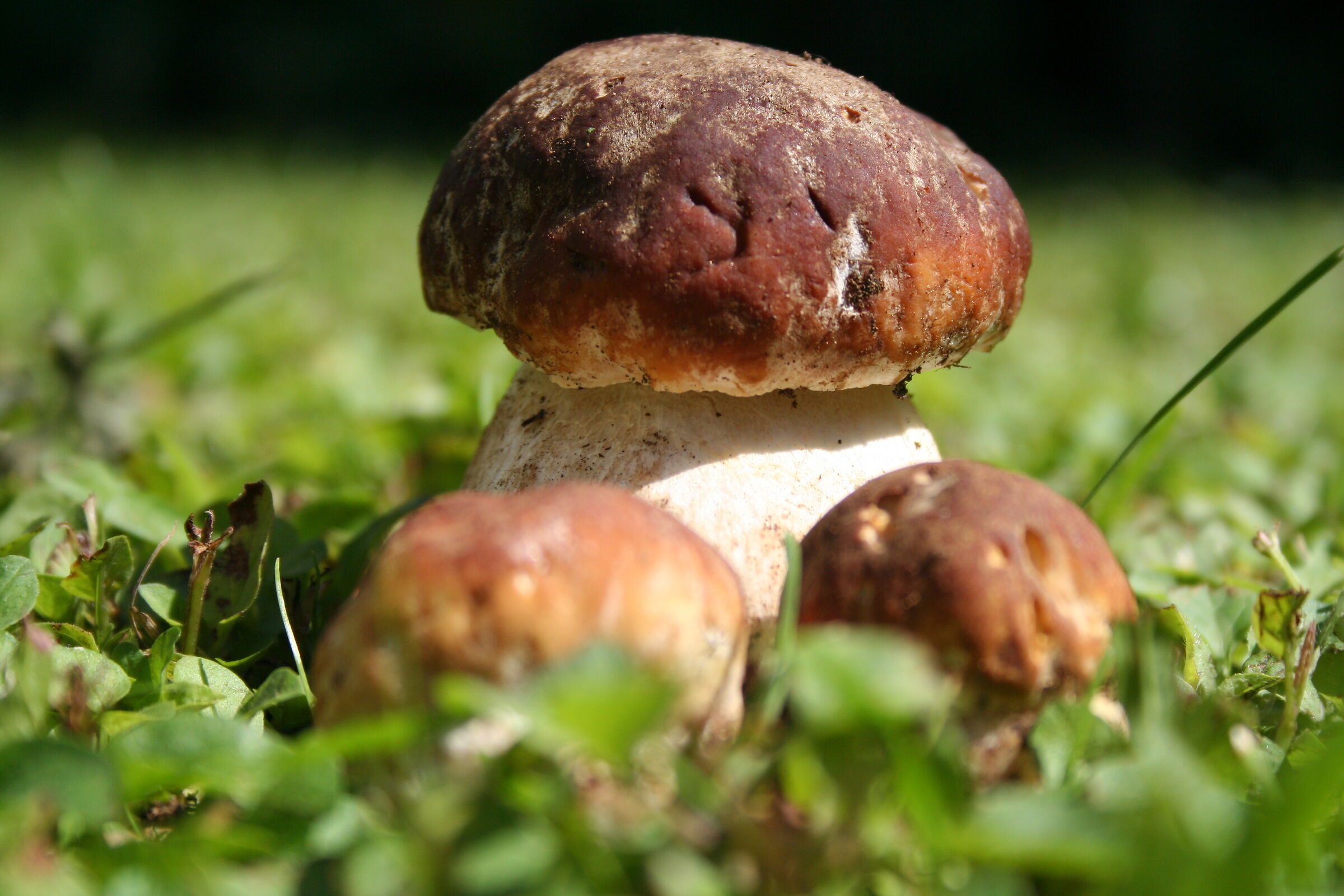 Porcini mushrooms