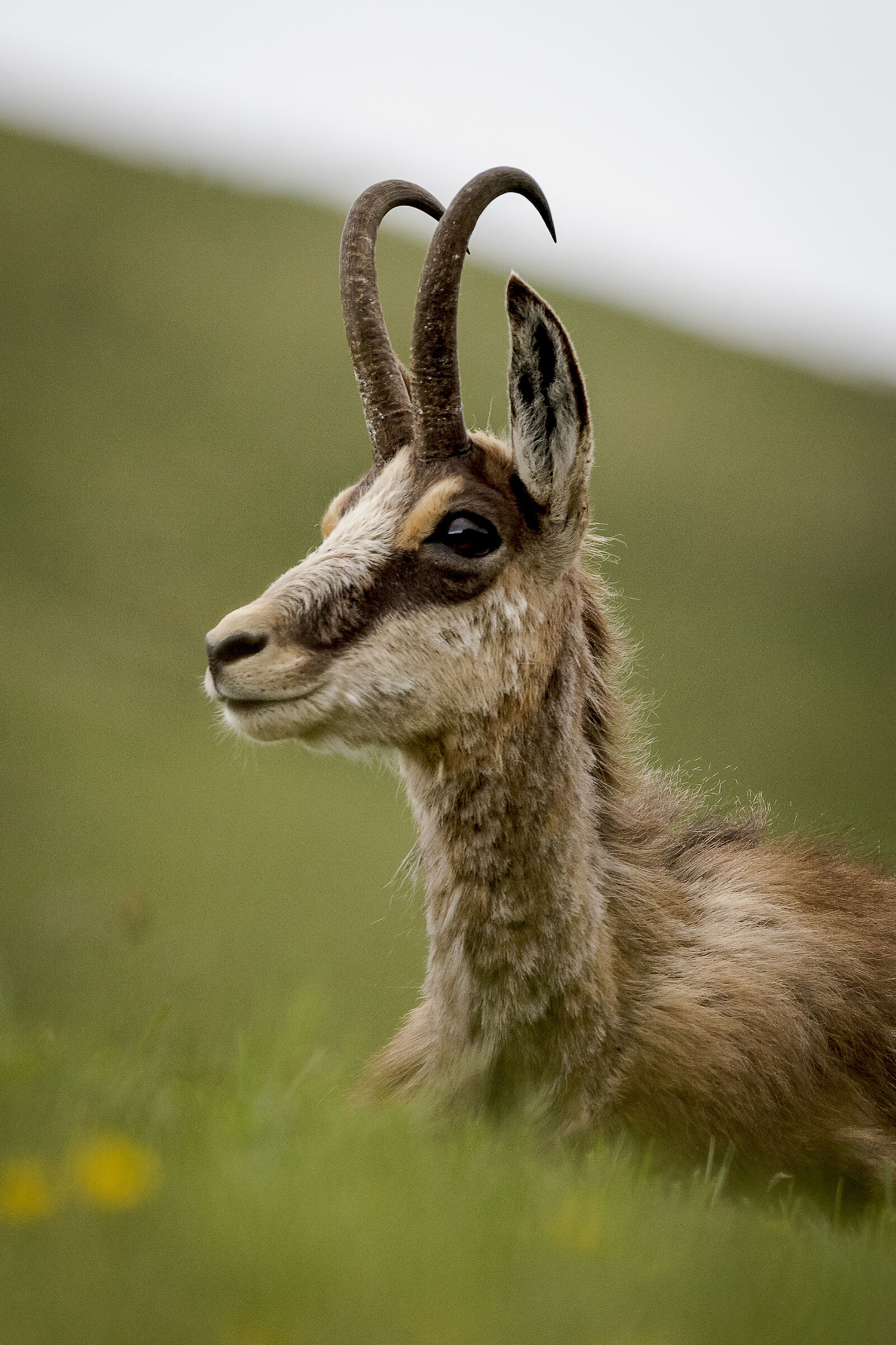 maybe better than profile