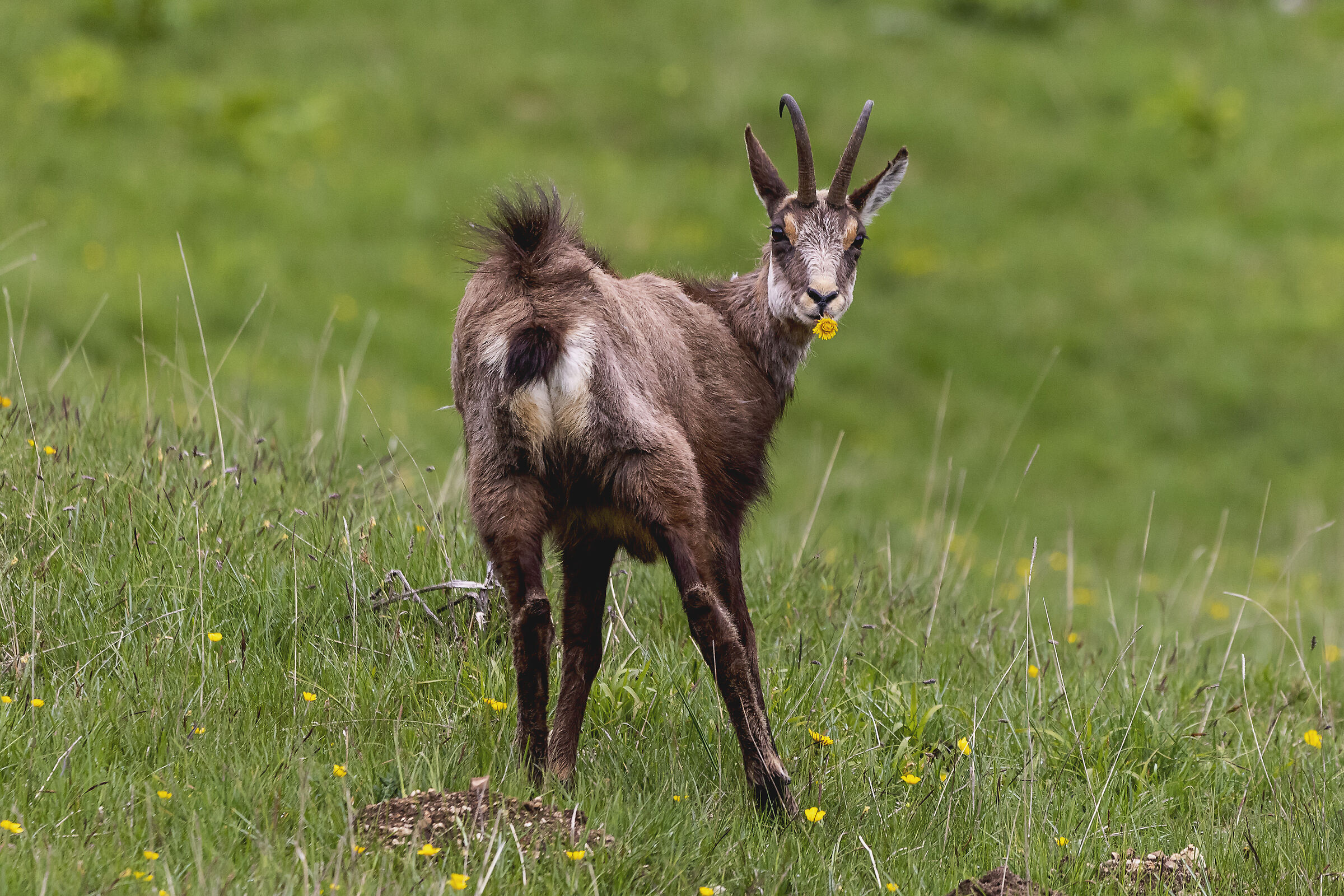 flowers for the morosa