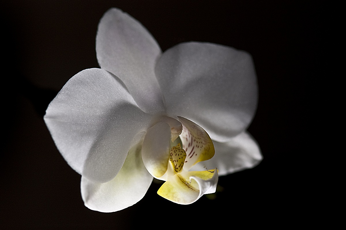 White Orchid