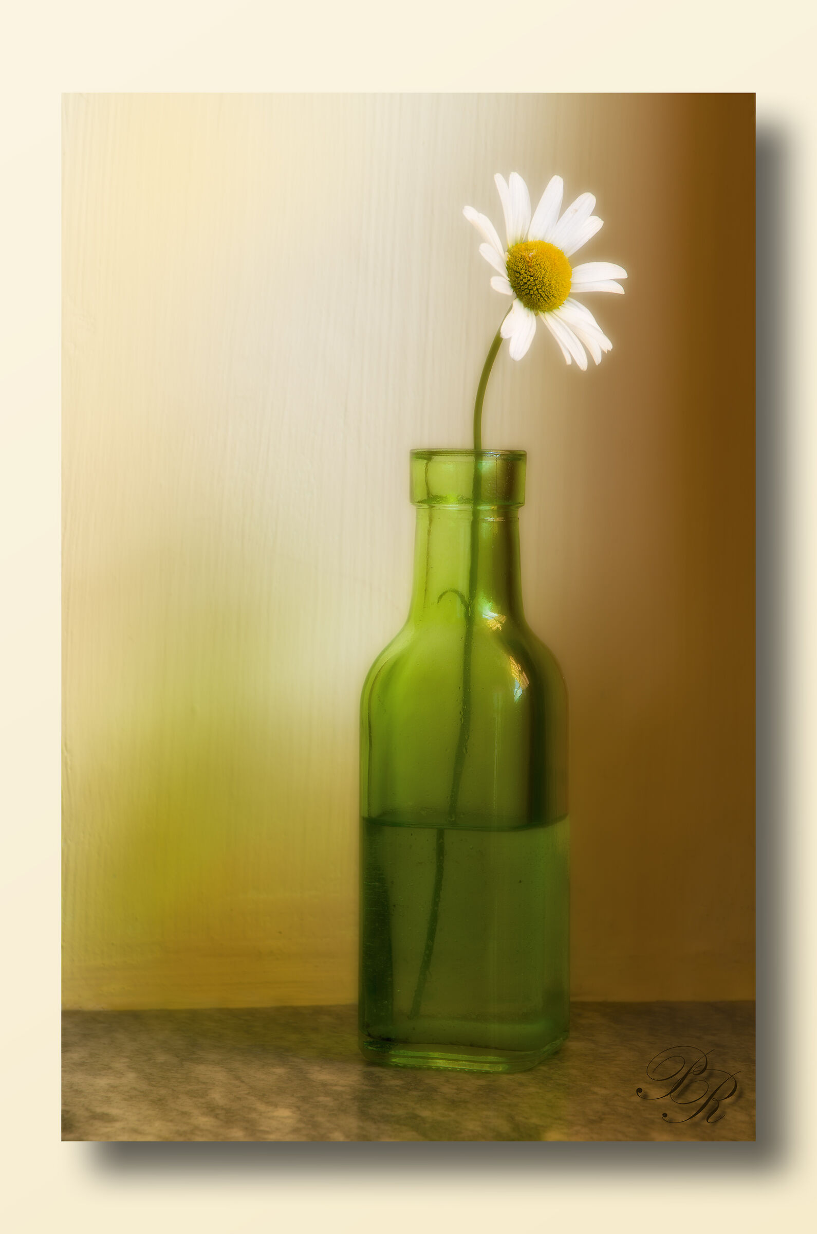 Still Life n 8