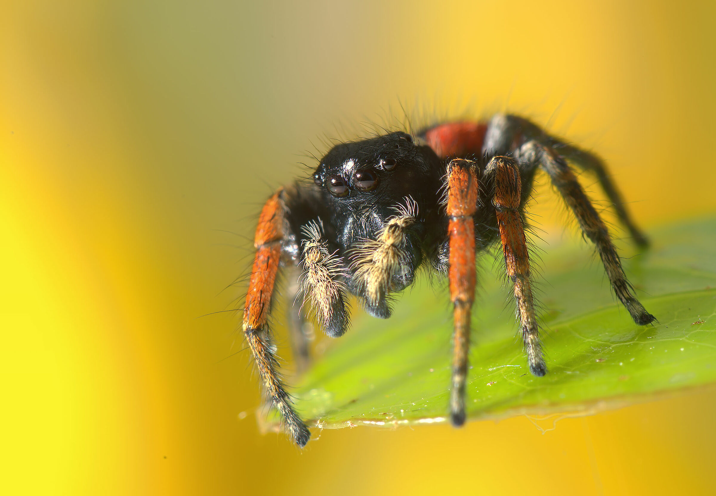 Salticidae