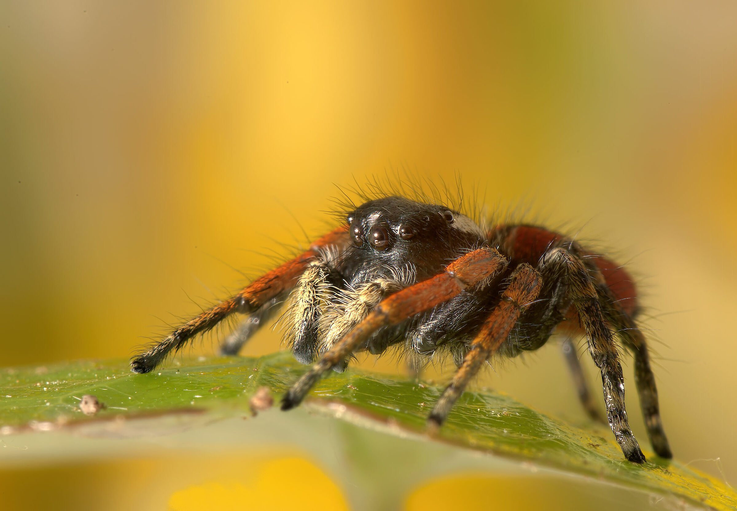 Salticidae