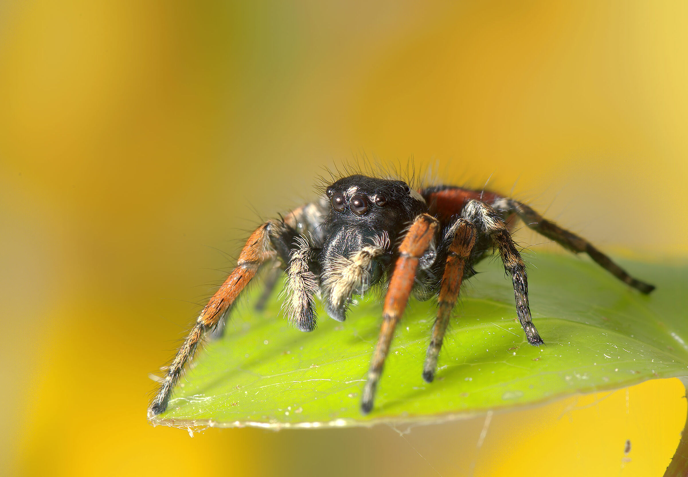 Salticidae