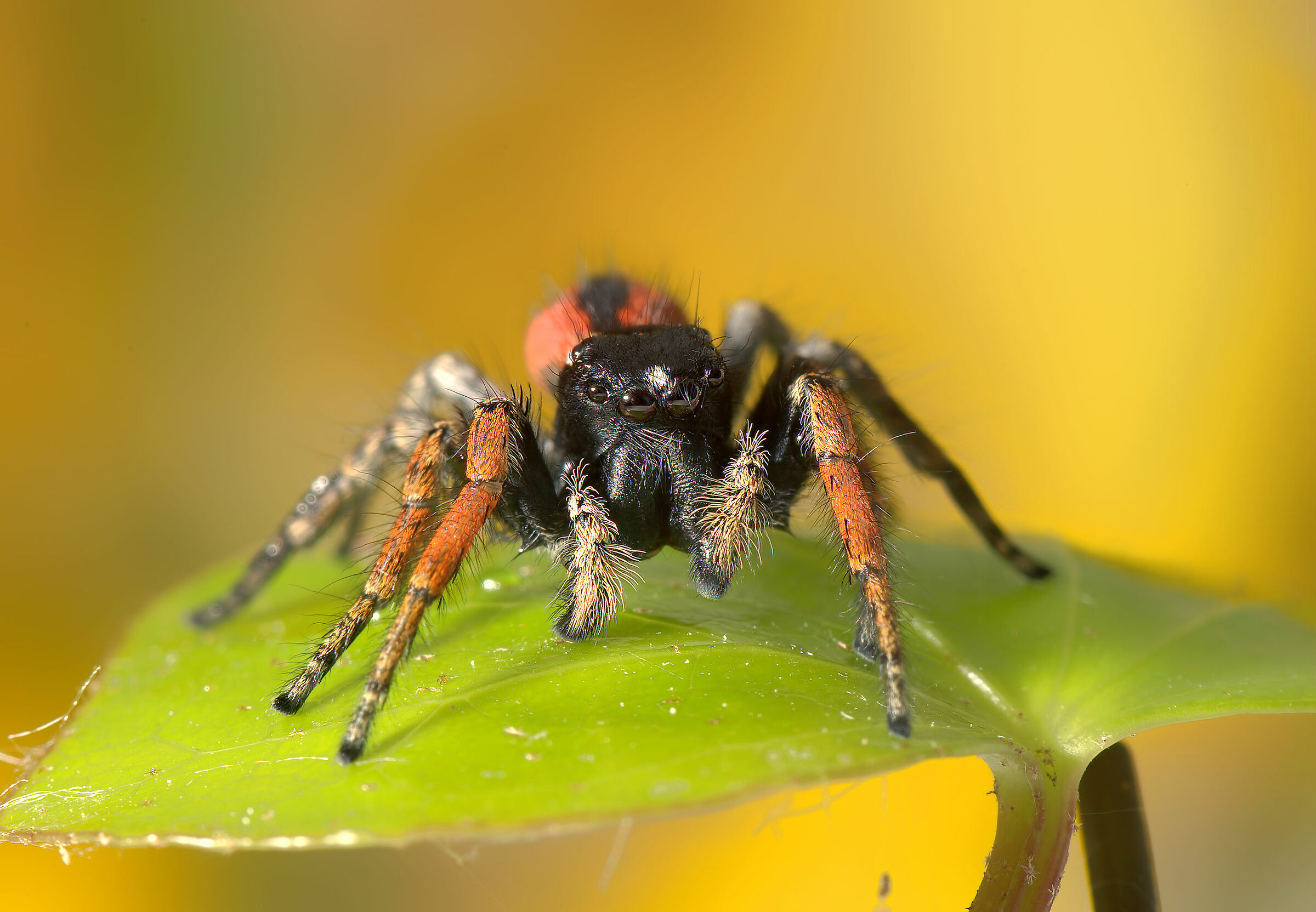 Salticidae