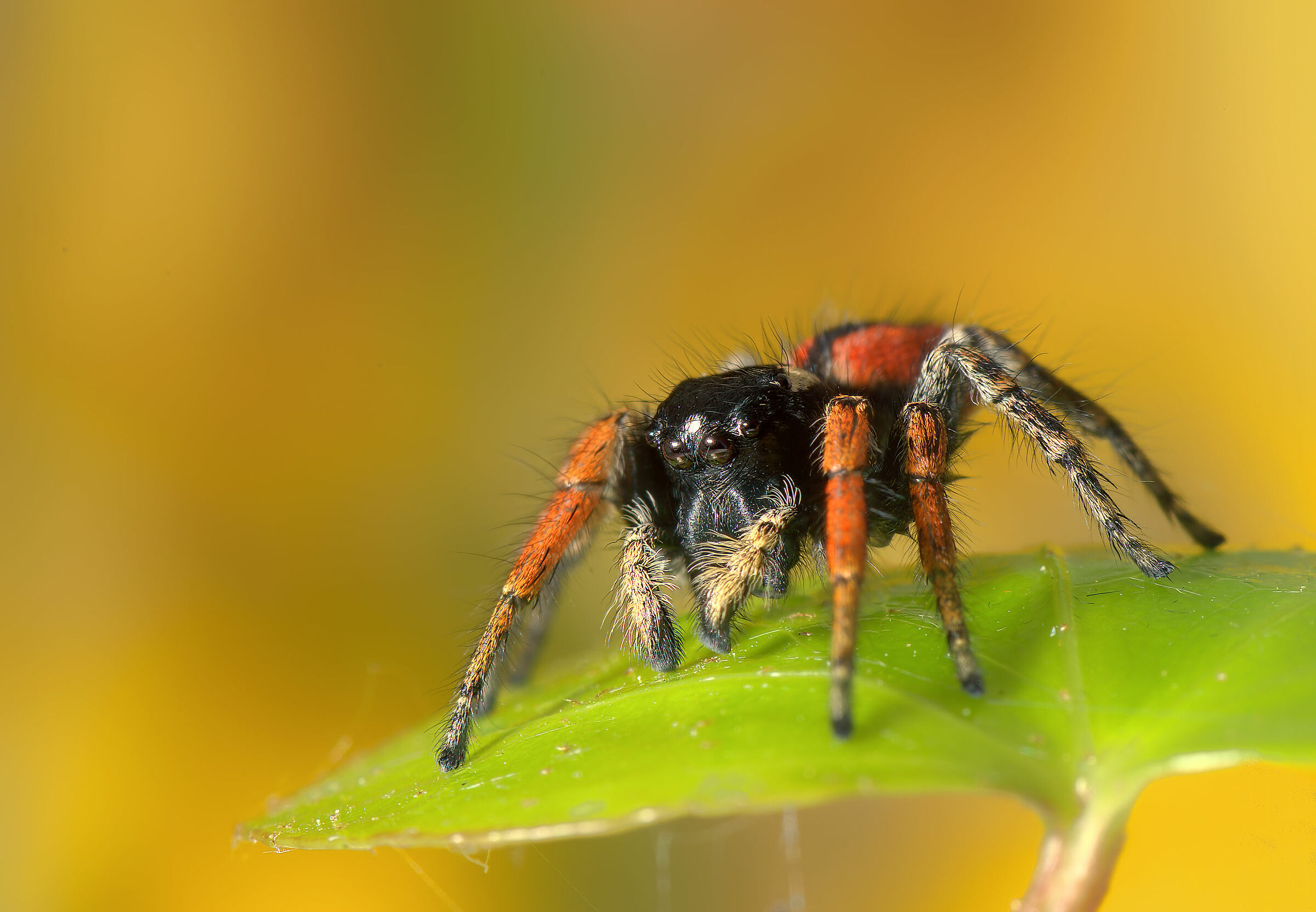 Salticidae