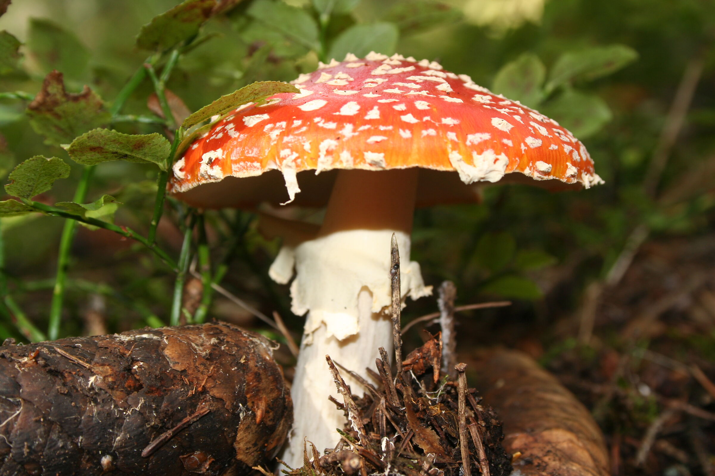 Amanita Muscaria