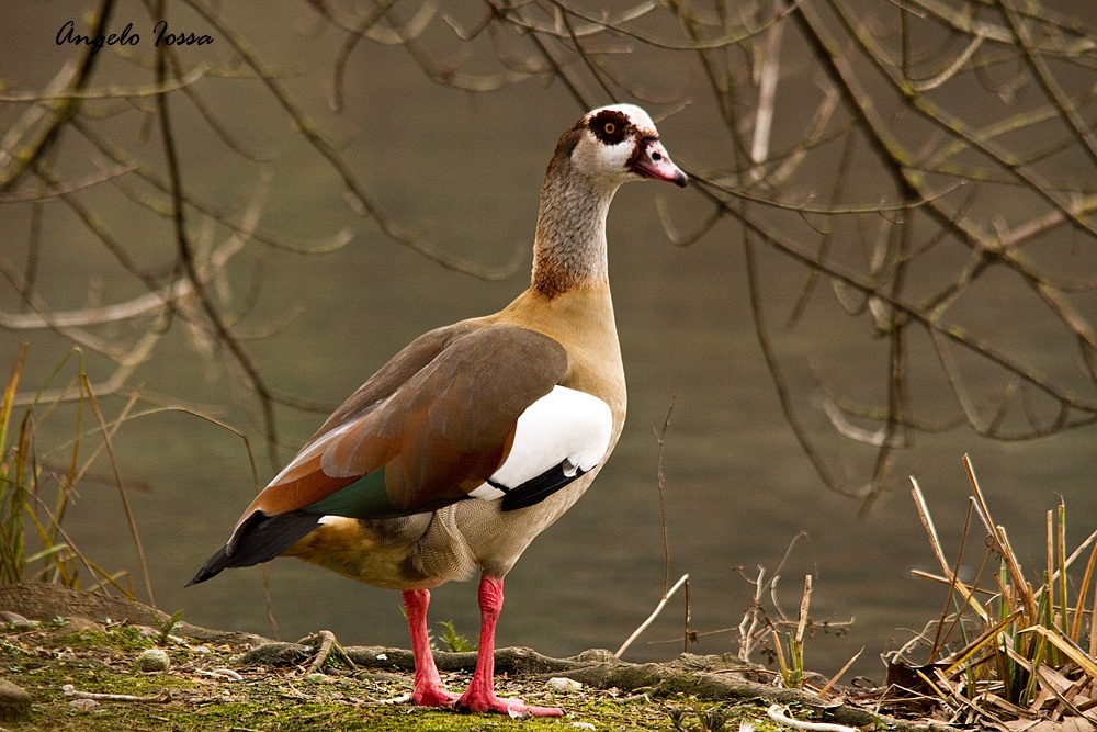 Che tipo di Anatra e' ?