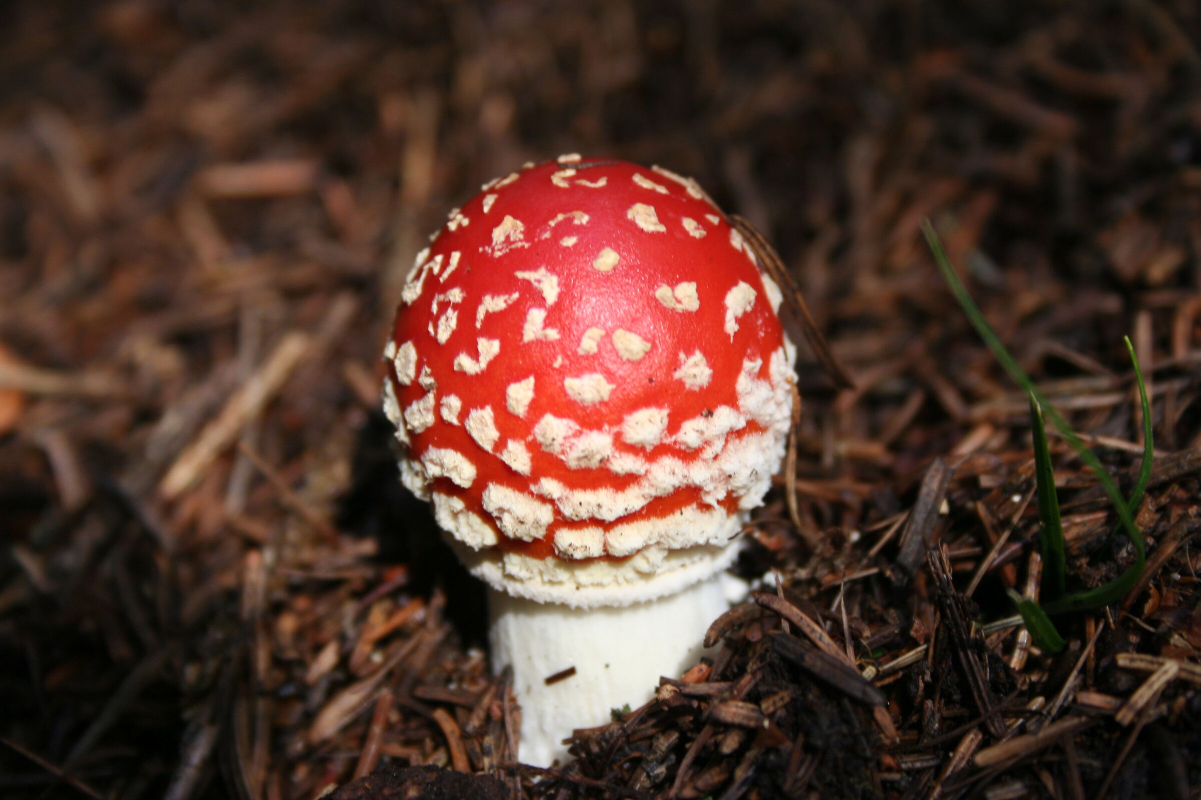 Il Fungo di Biancaneve