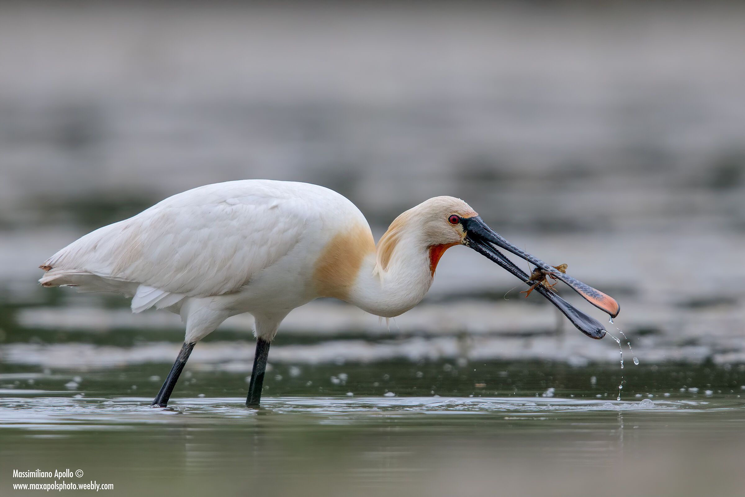 la Killer del Killer...