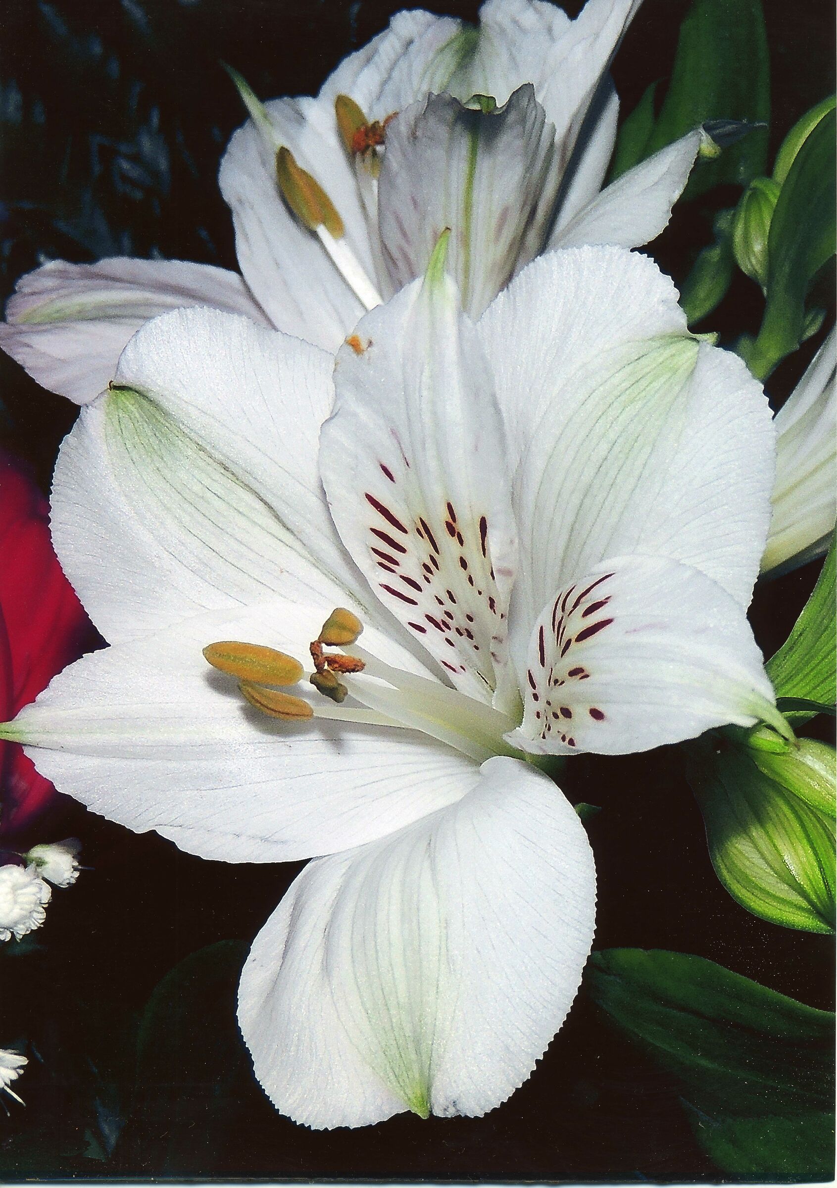 Piccolo fiore, grande Macro