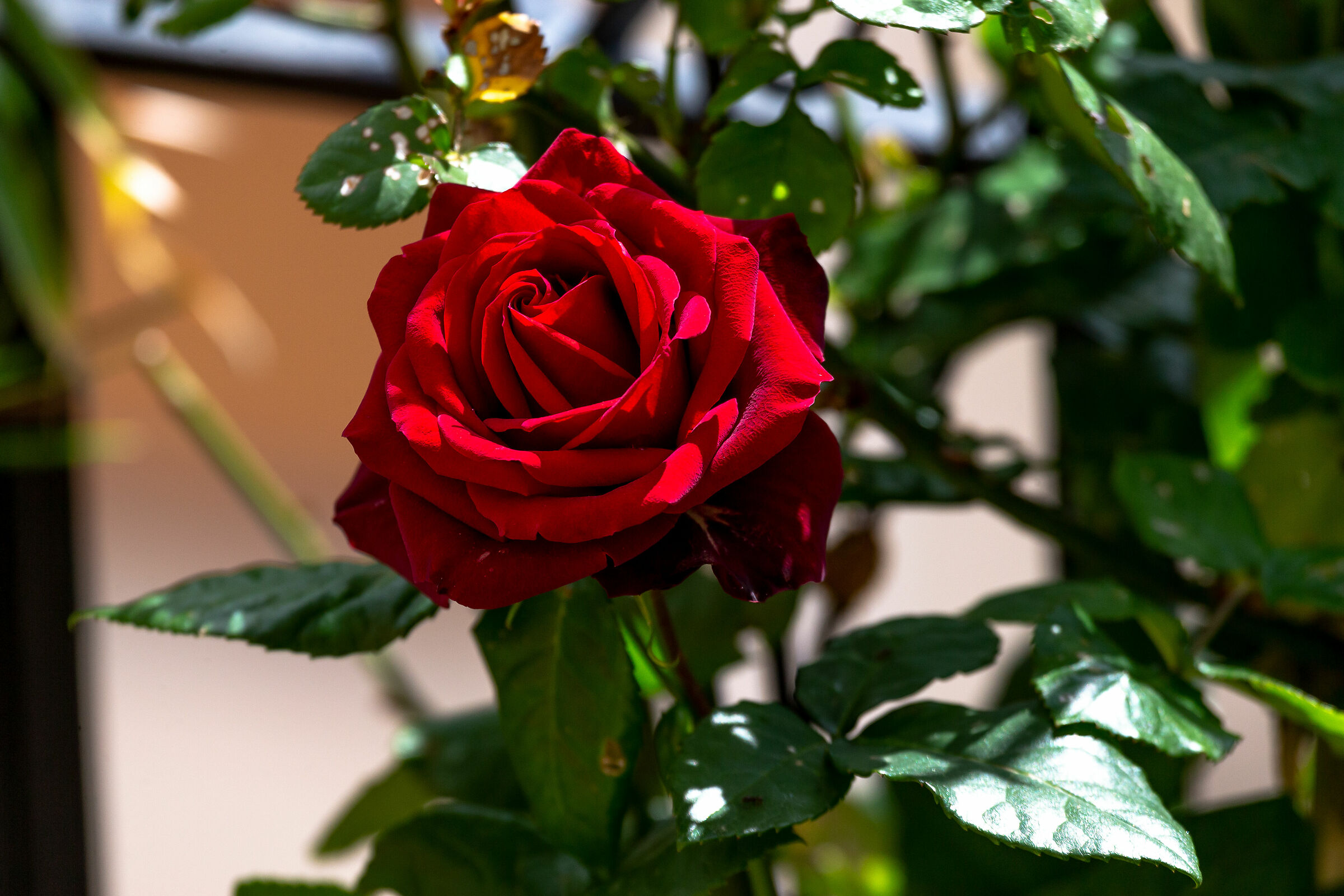 Rosso fuoco