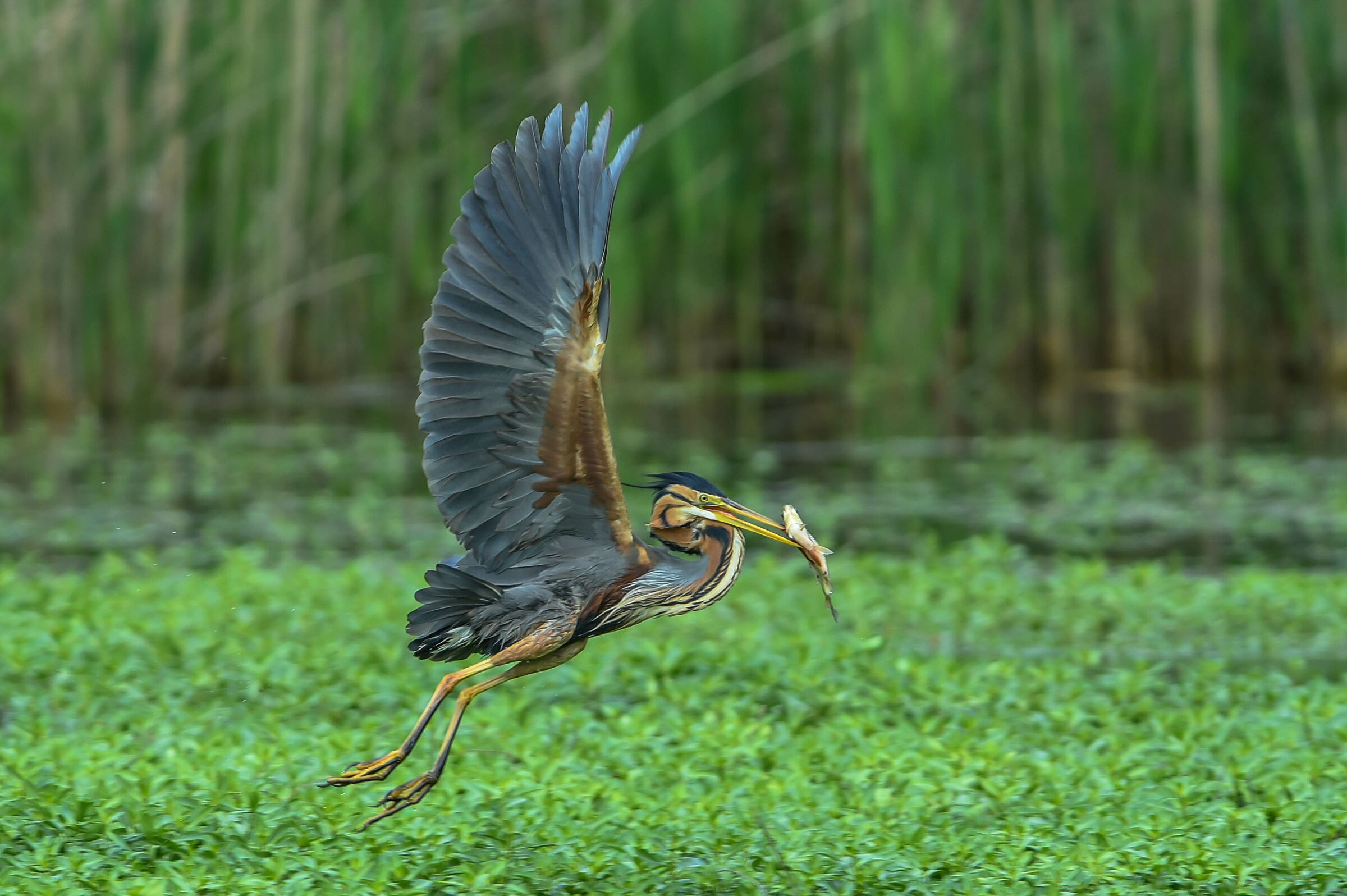 Red Heron