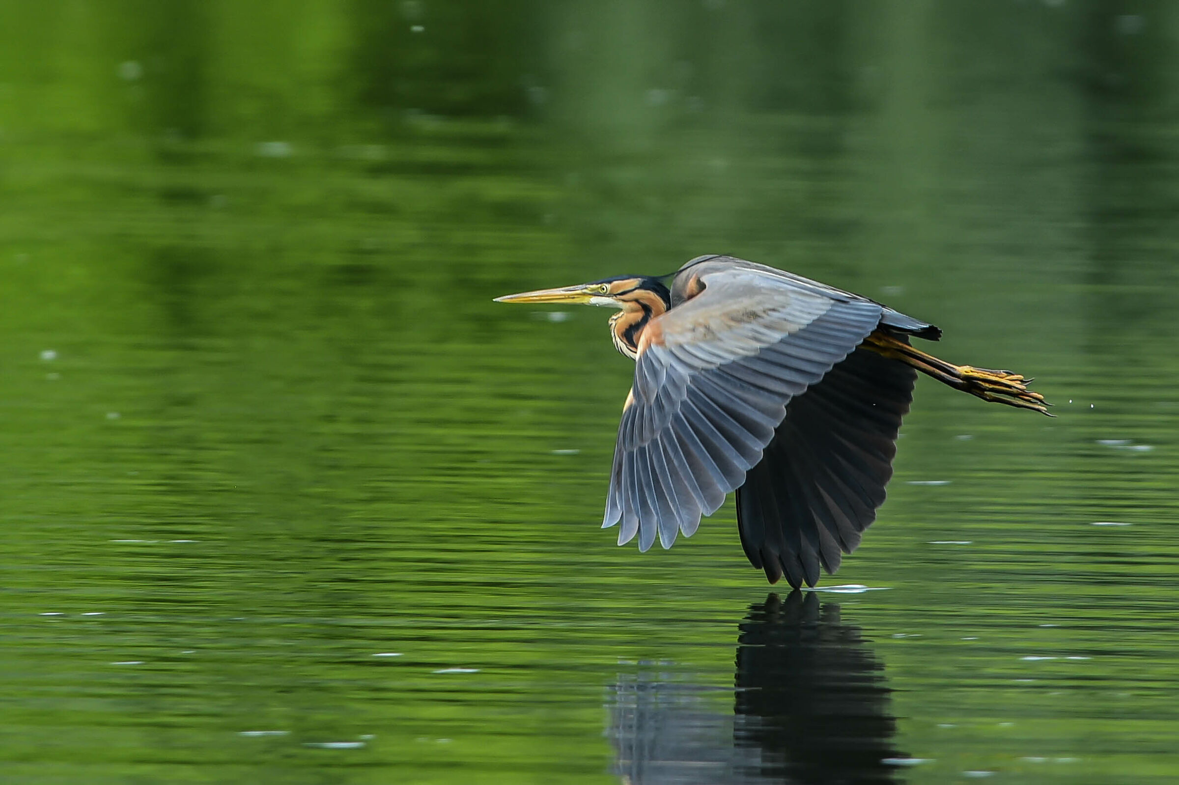 Red Heron