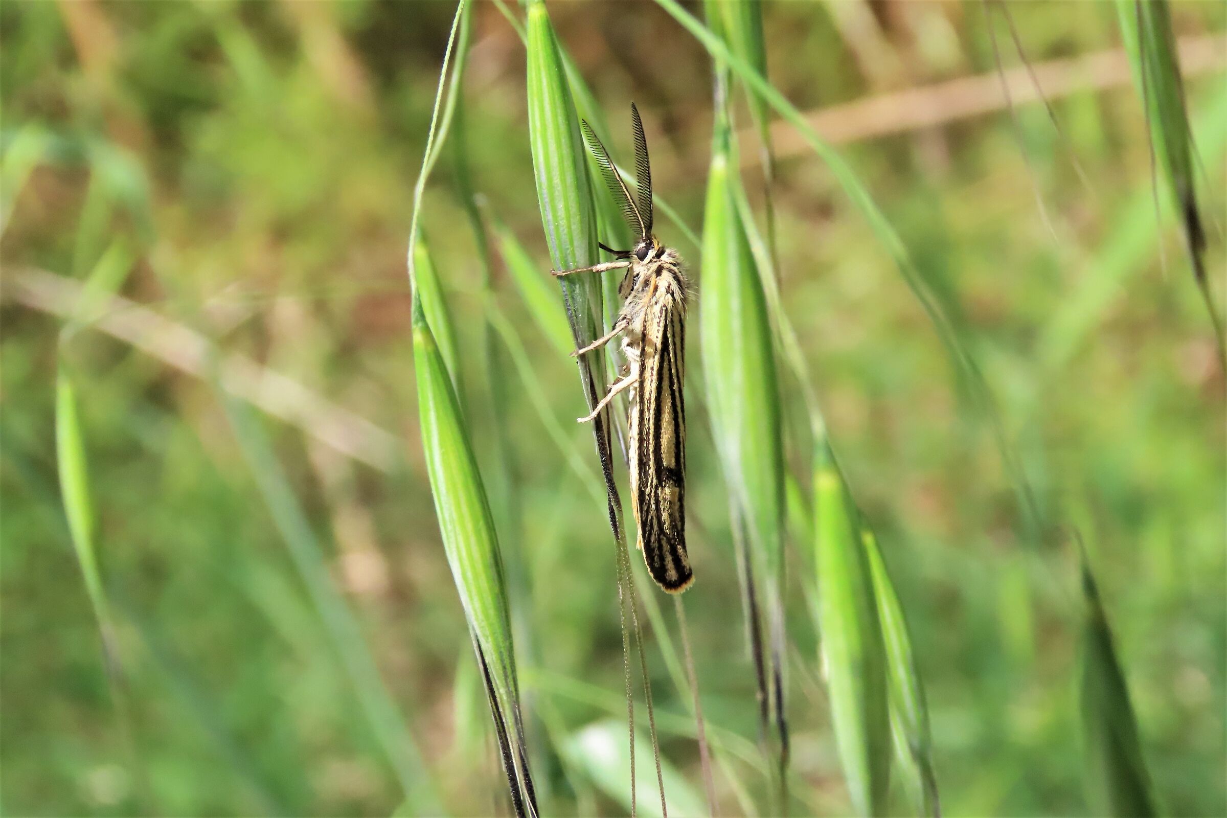 spiris striata
