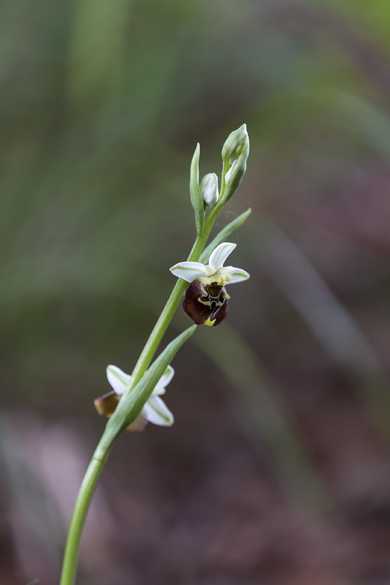 Ophris holoserica (o fuciflora)
