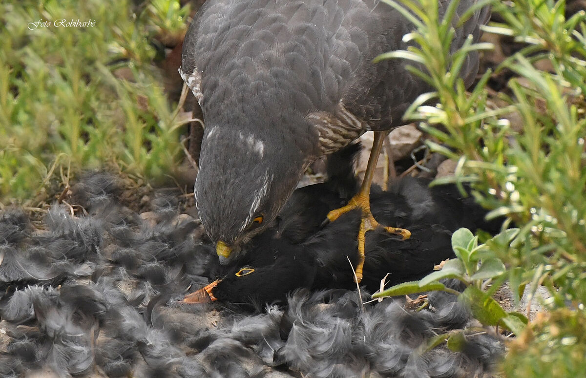 La stretta mortale...