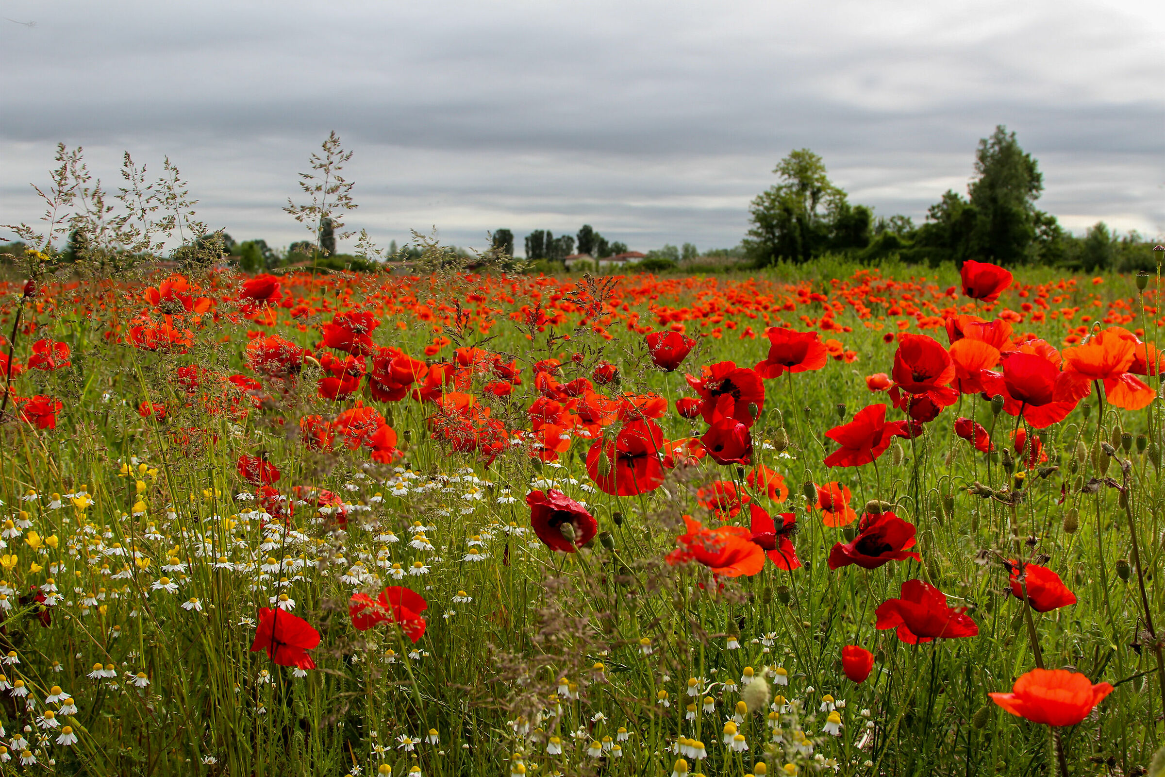 My Personal Poppies