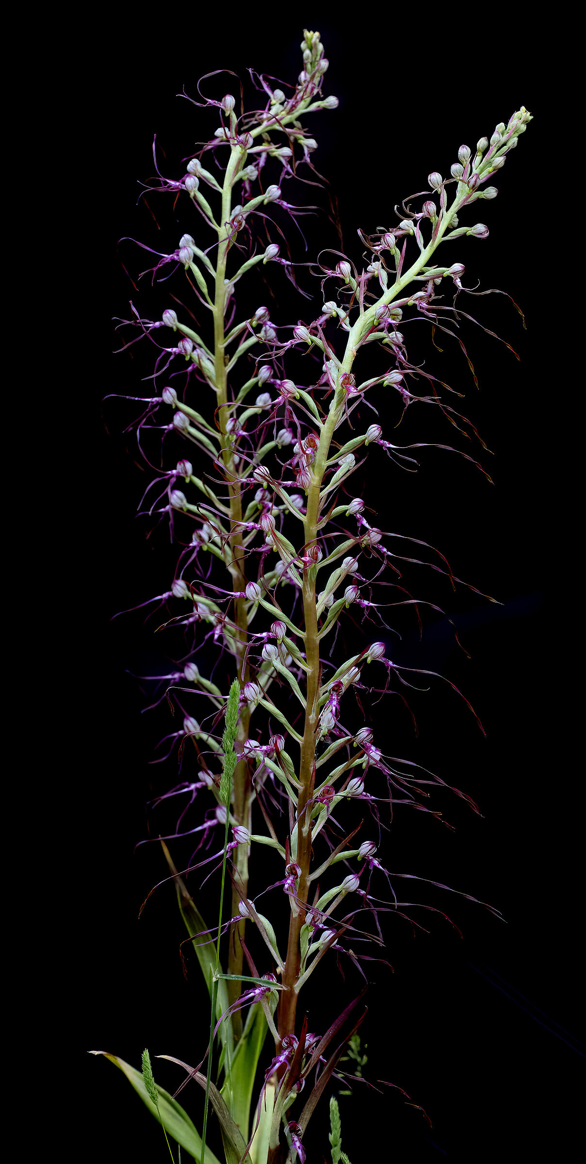 spontaneous orchid. heantoglossum adriaticum