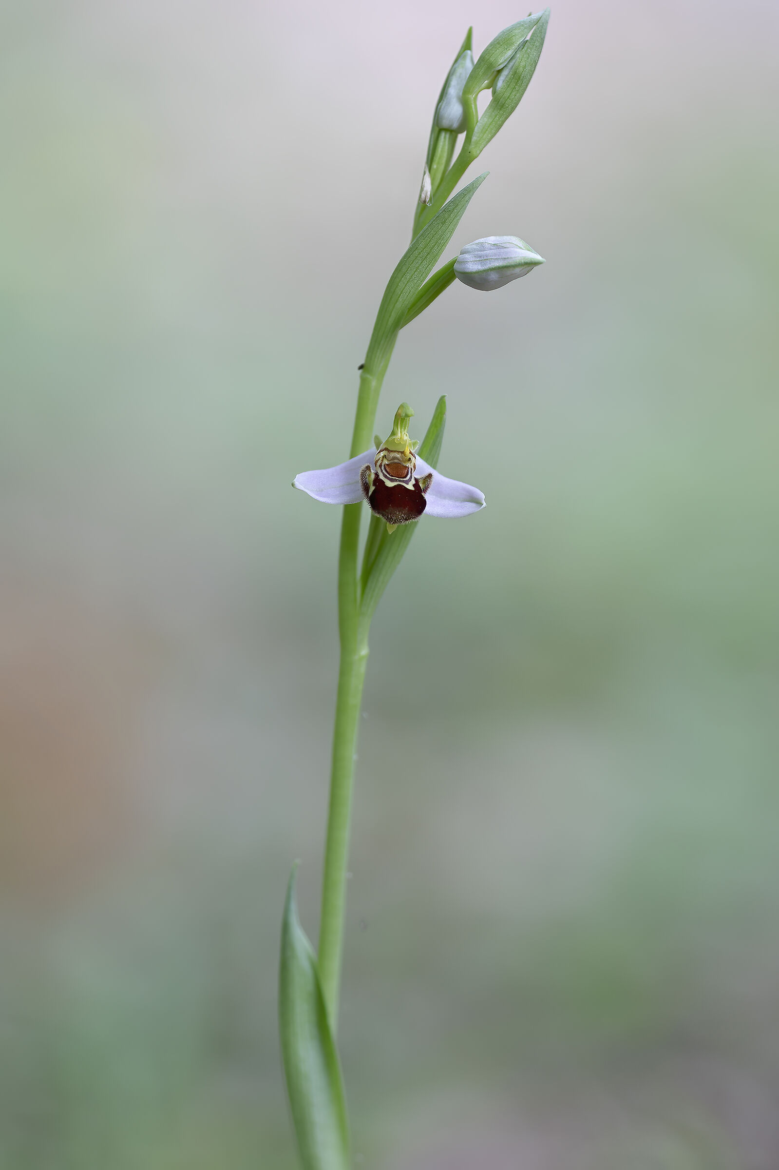 orchidea spontanea, Ophrys apifera
