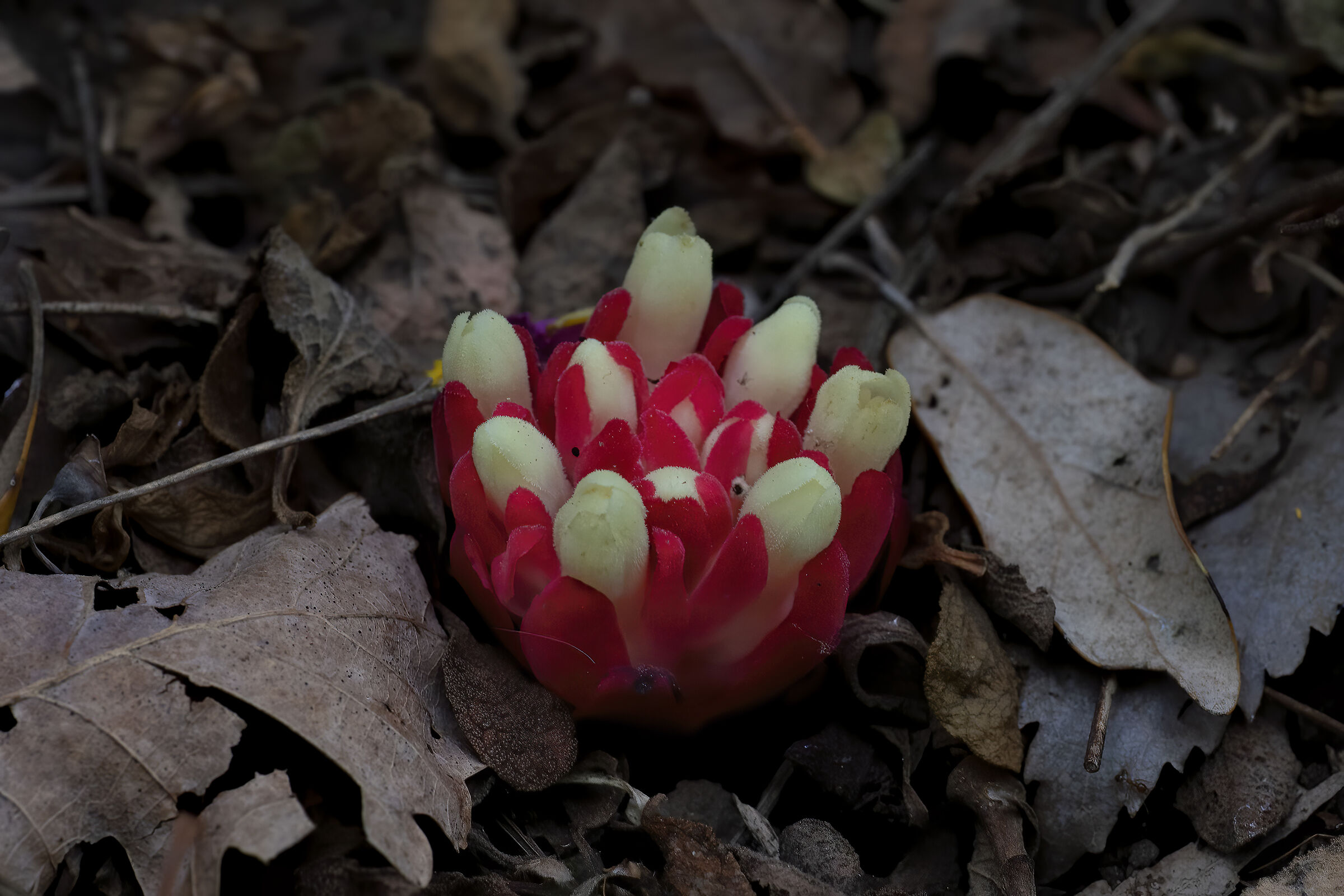 pianta parassita del cisto, Cytinus ruber