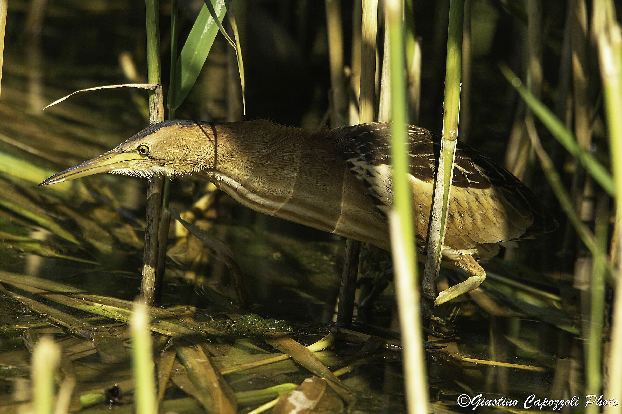 Ambushed in the reed