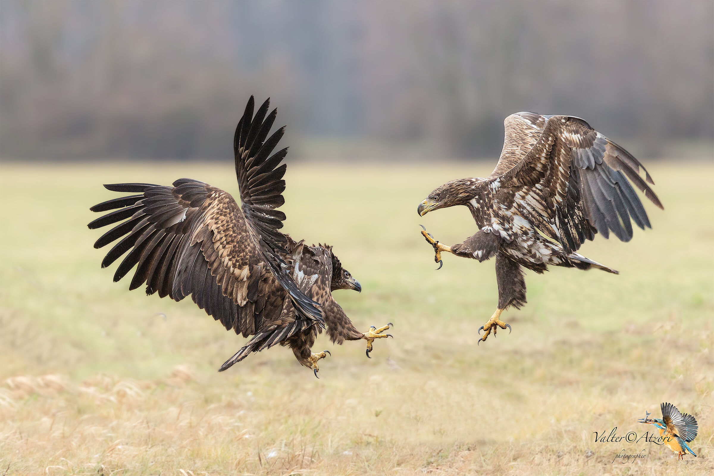 White Tail Sea Eagles