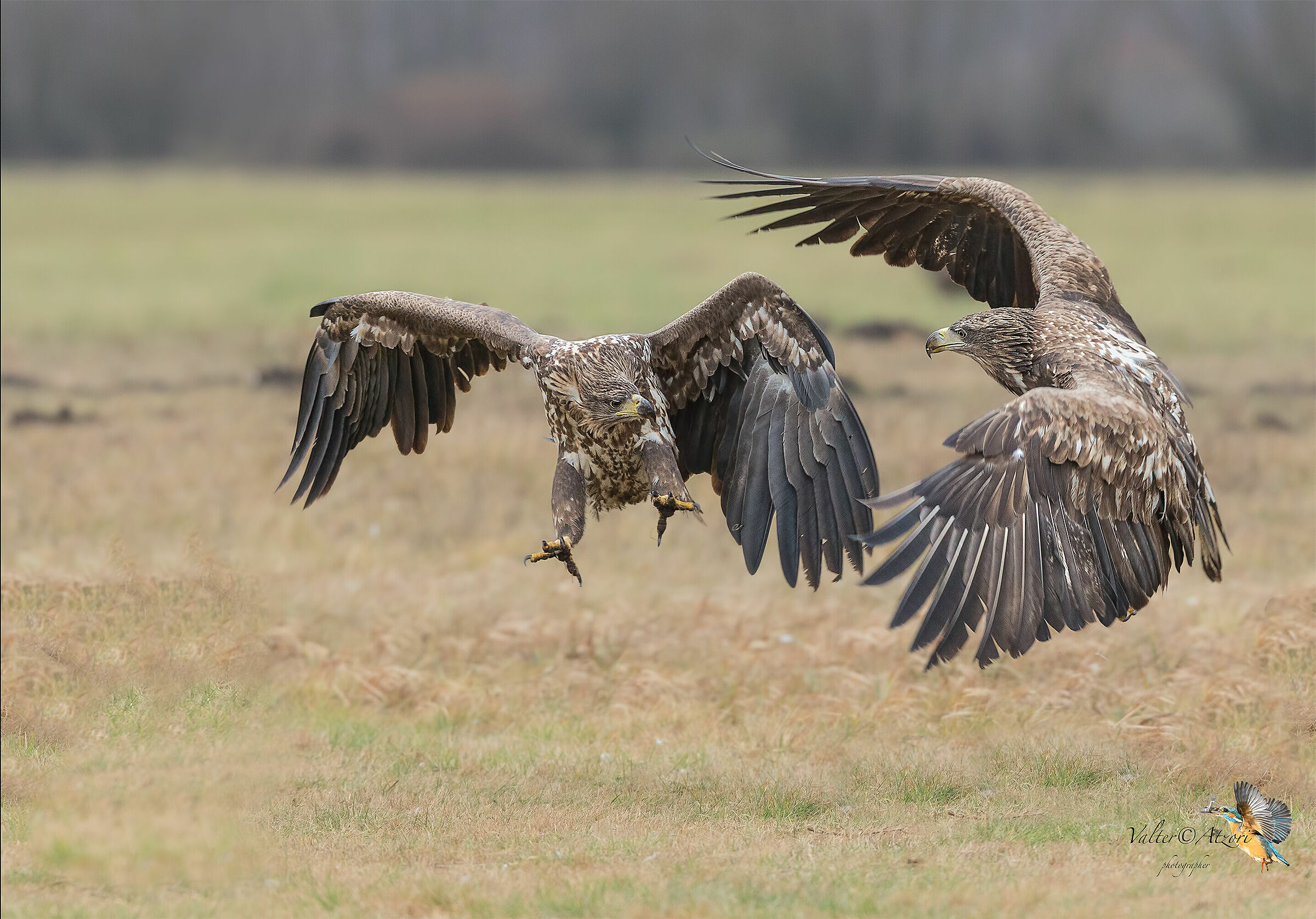 White Tail Sea Eagles