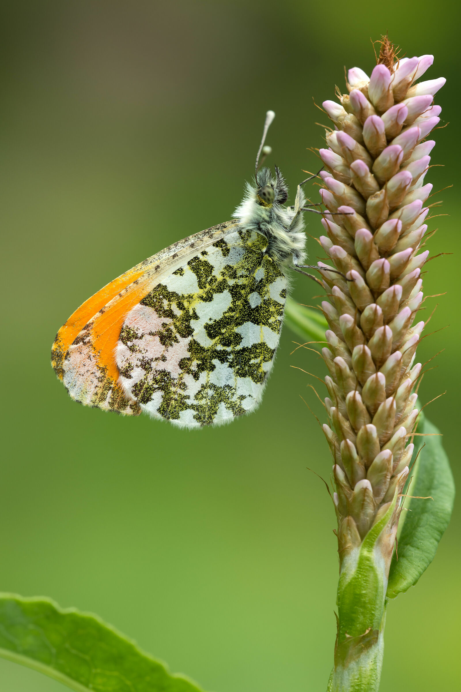 Orange tip