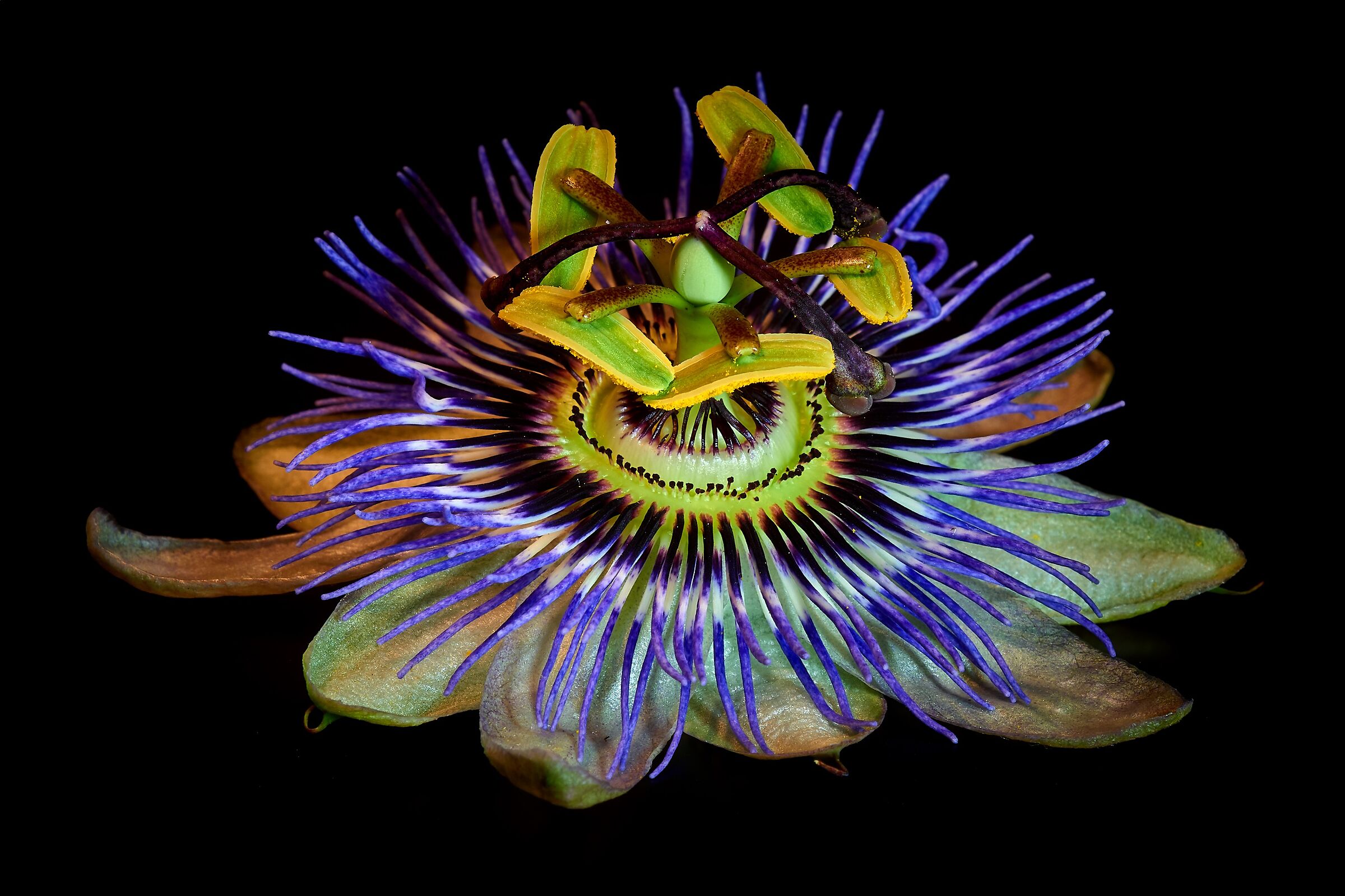 Passiflora