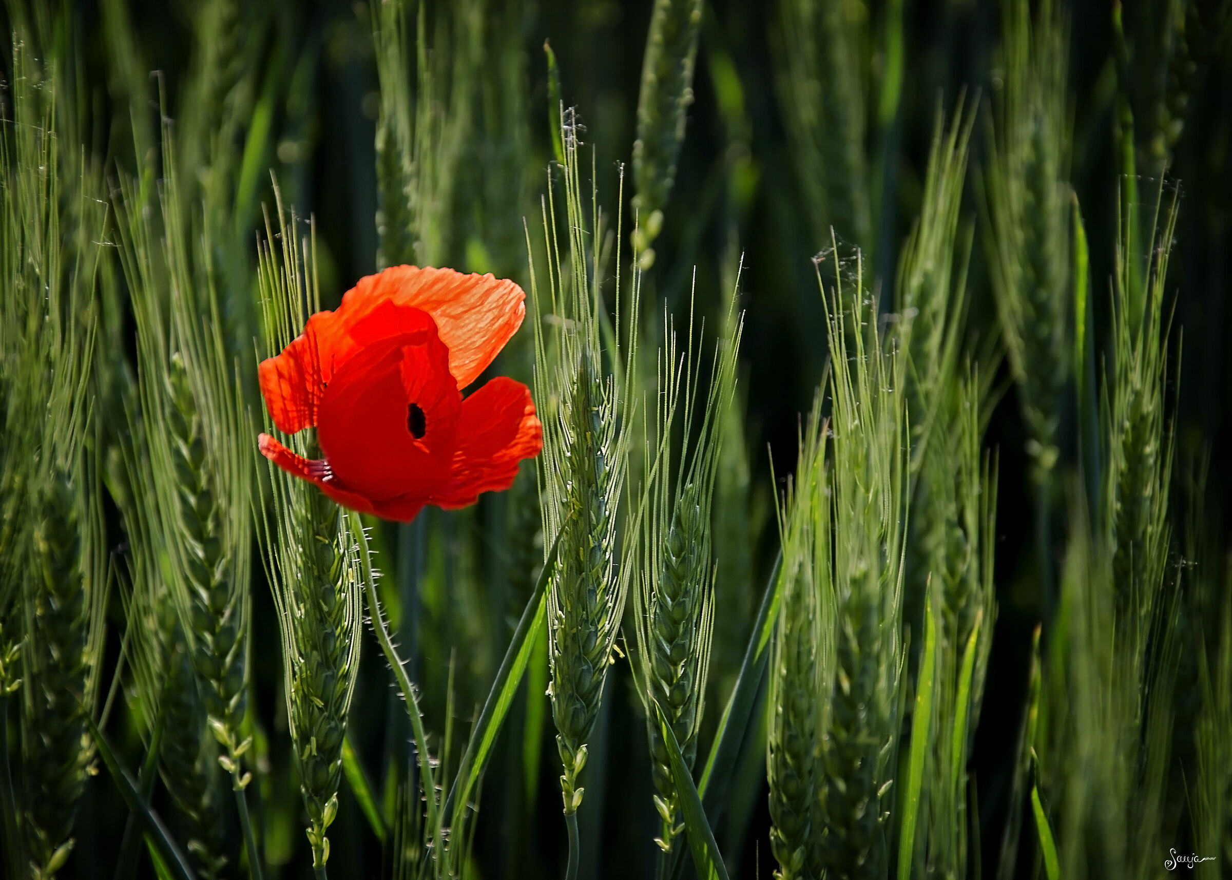 Untitled Photo