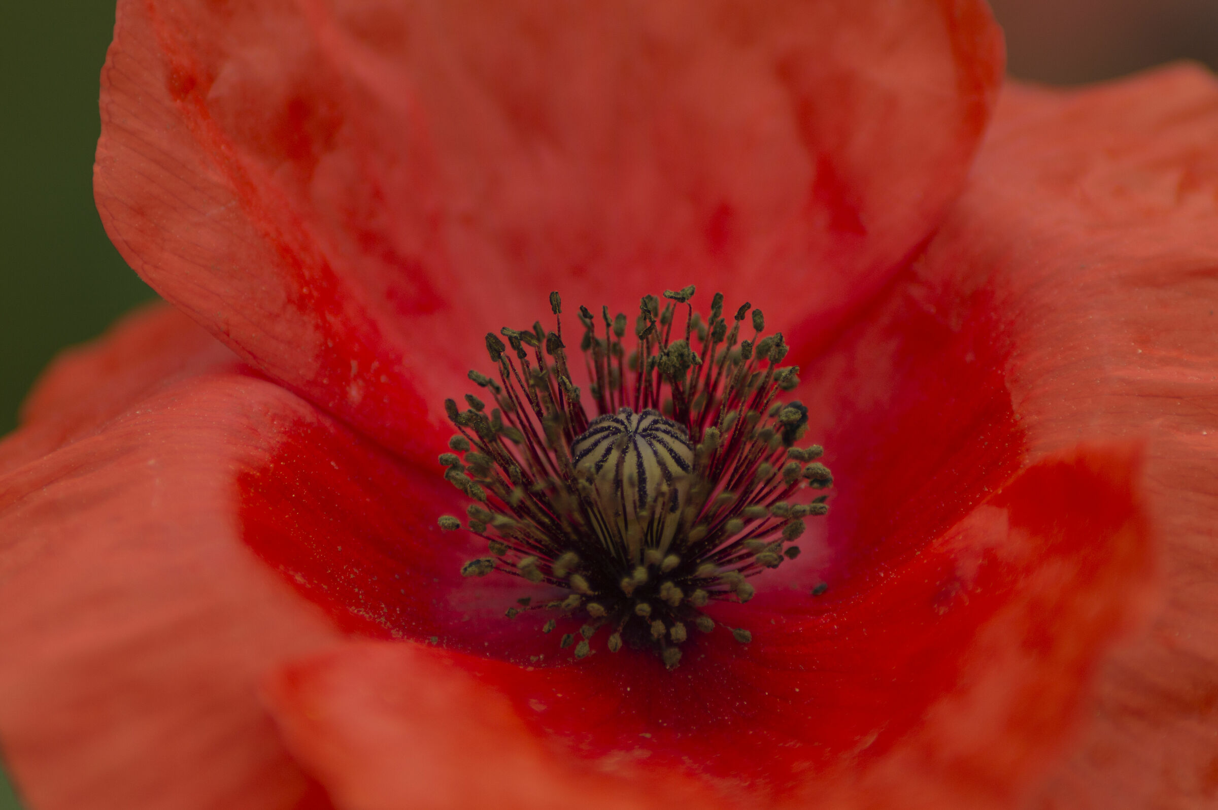 Poppy