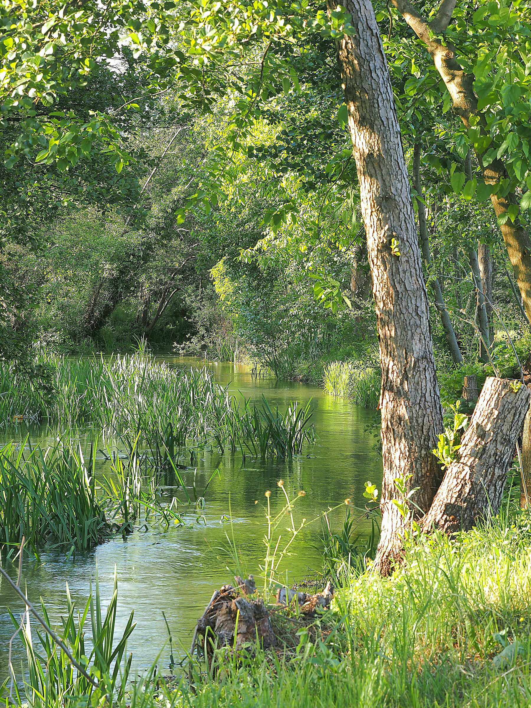 Water, sprouts and light