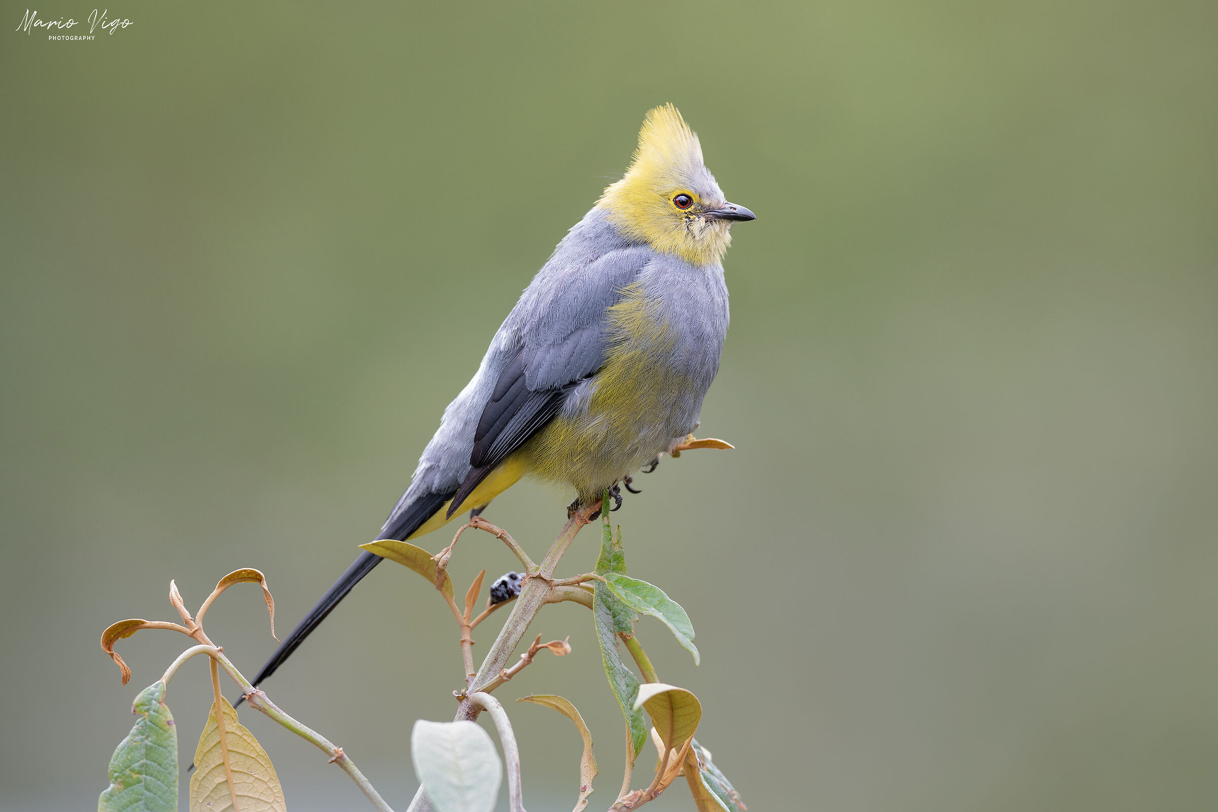 Pigliamosche di seta codalunga