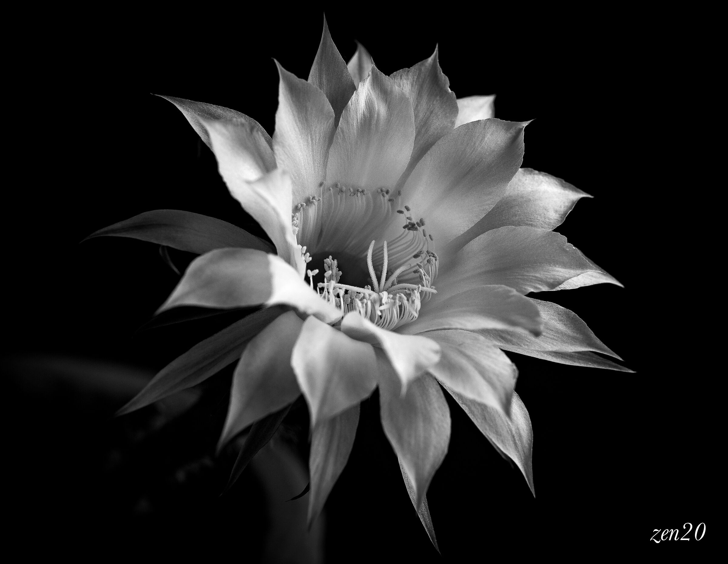 Solo per un giorno..fiore di cactus