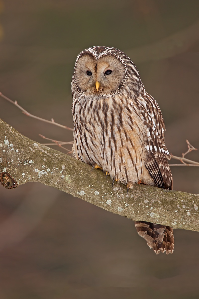 Ural Owl
