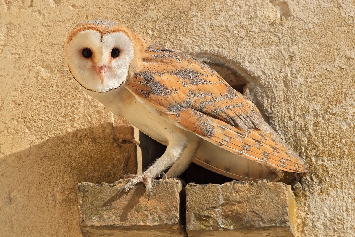 Barbagianni in luce diurna