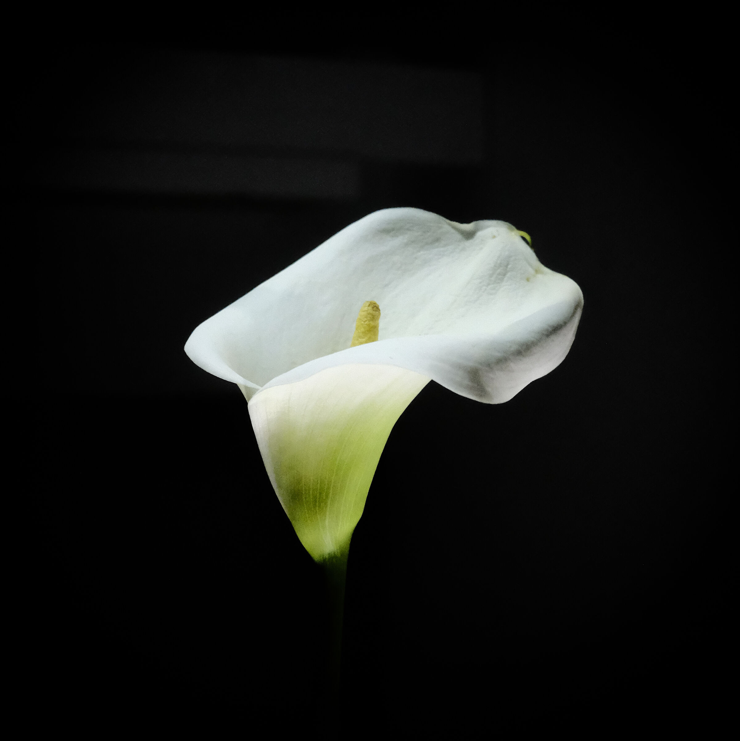 Calla