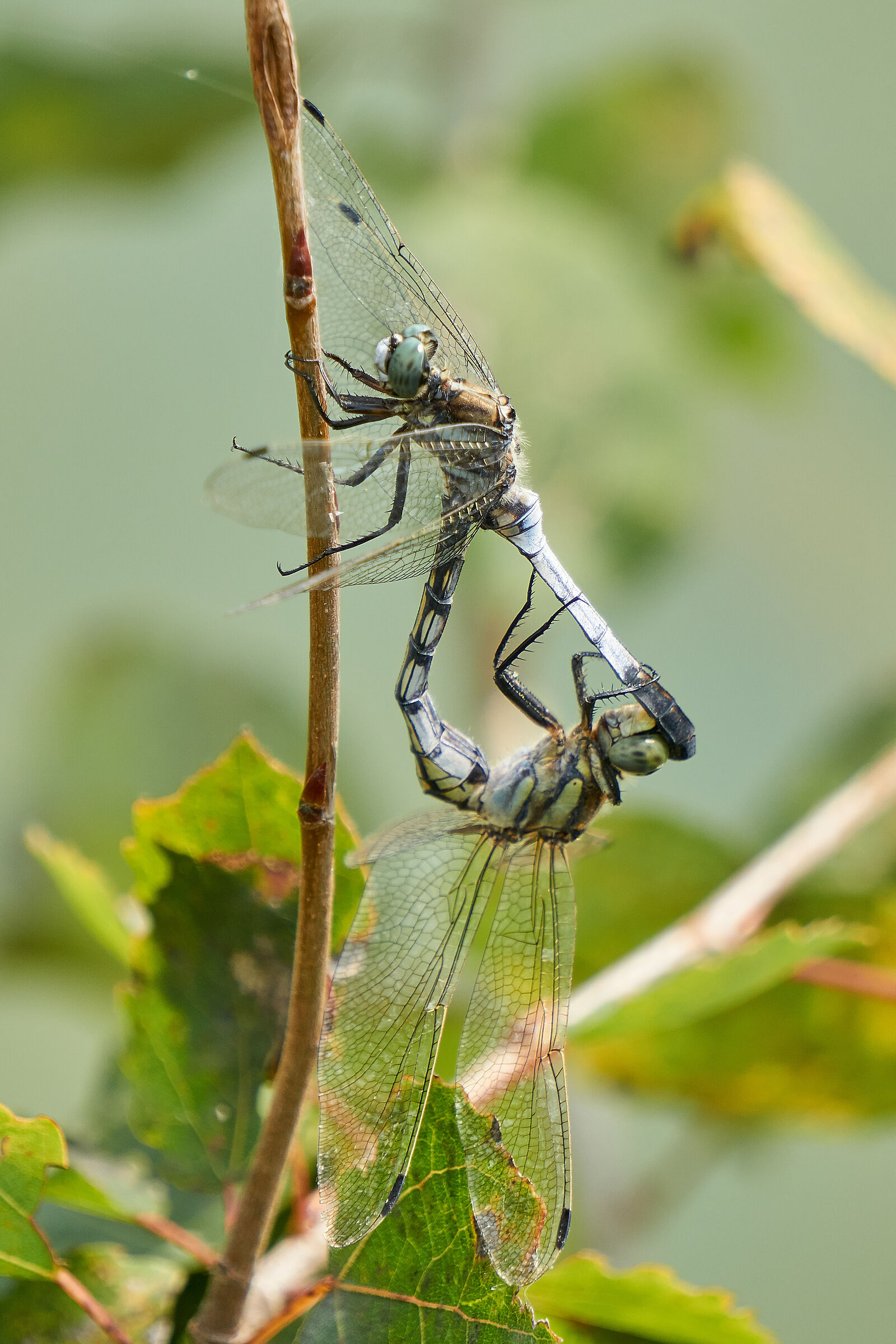 Orthetrum in love